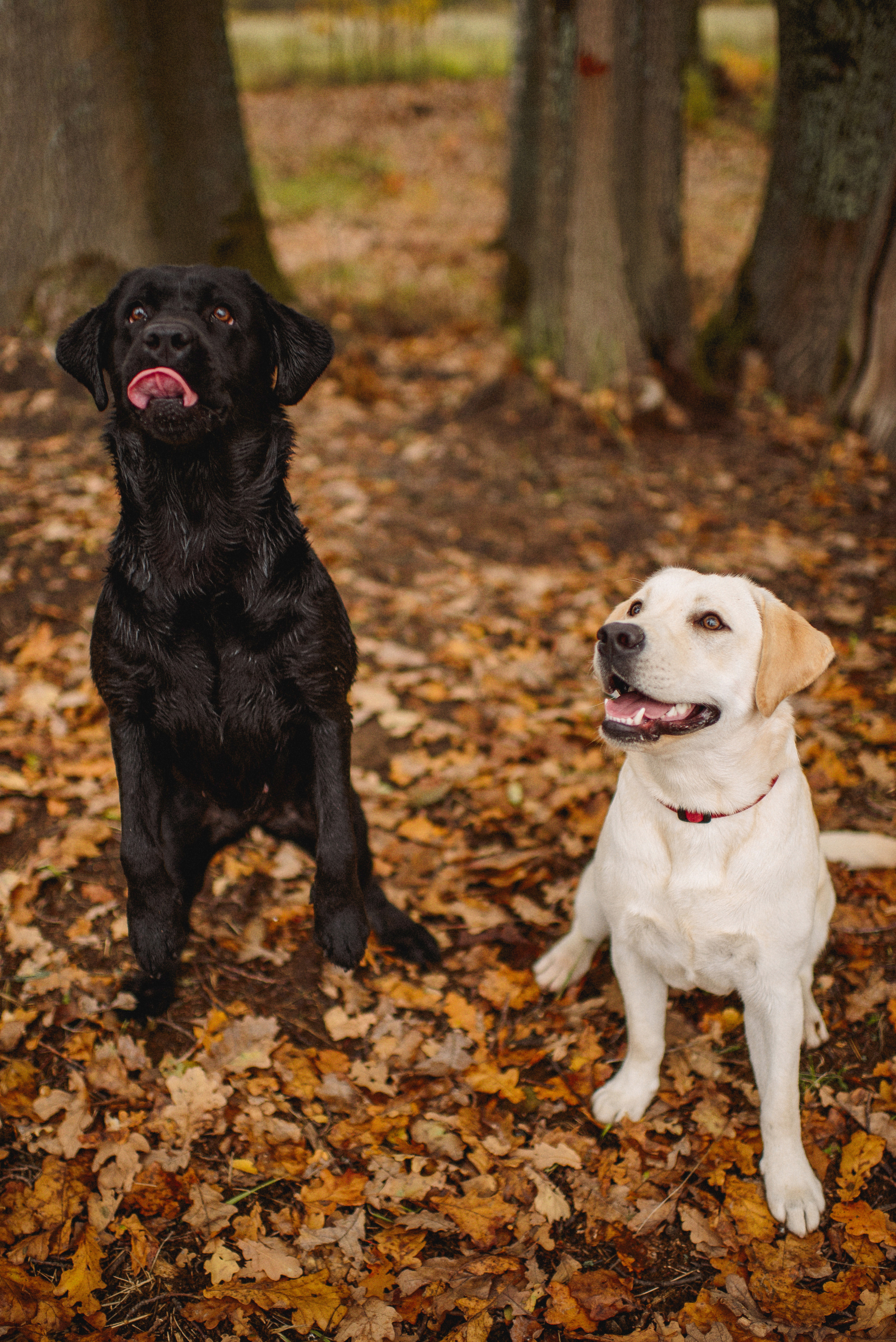 НАСТРОЕНИЕ — ОСЕНЬ!. Свадебный и семейный фотограф РИТА БОЧКАРЁВА