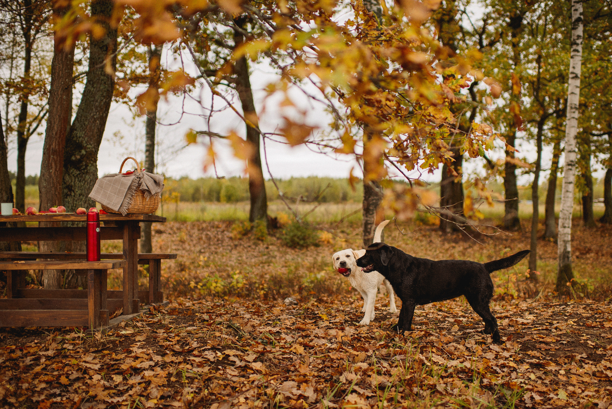 НАСТРОЕНИЕ — ОСЕНЬ!. Свадебный и семейный фотограф РИТА БОЧКАРЁВА