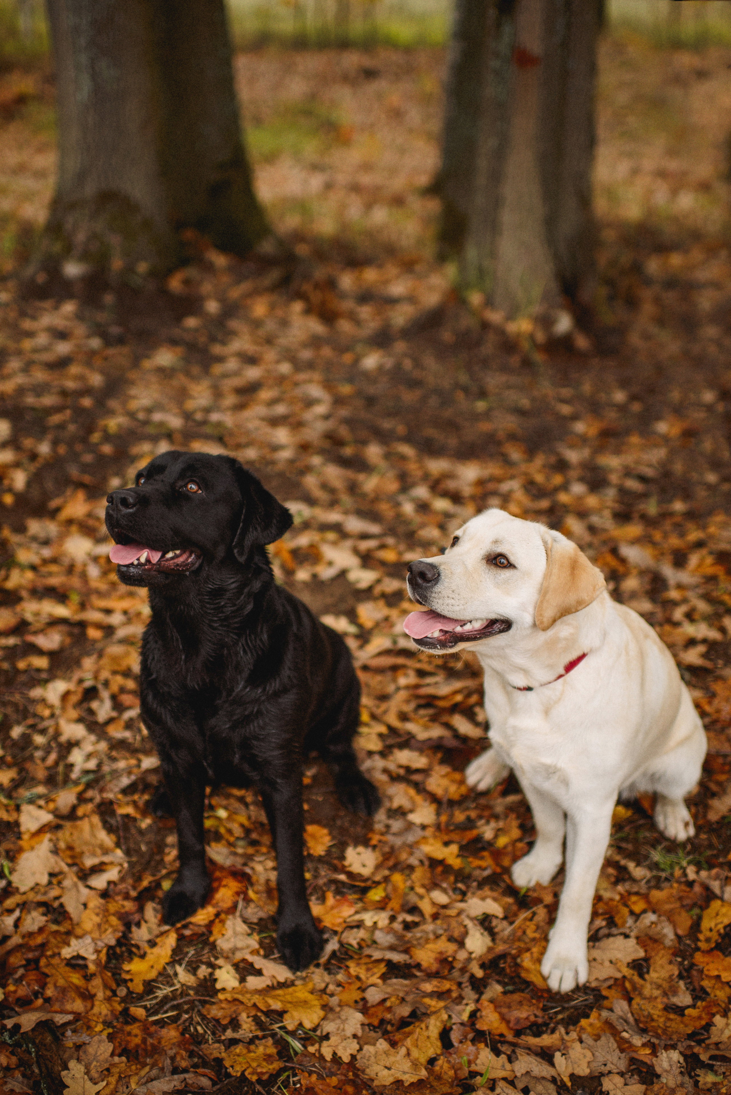 НАСТРОЕНИЕ — ОСЕНЬ!. Свадебный и семейный фотограф РИТА БОЧКАРЁВА