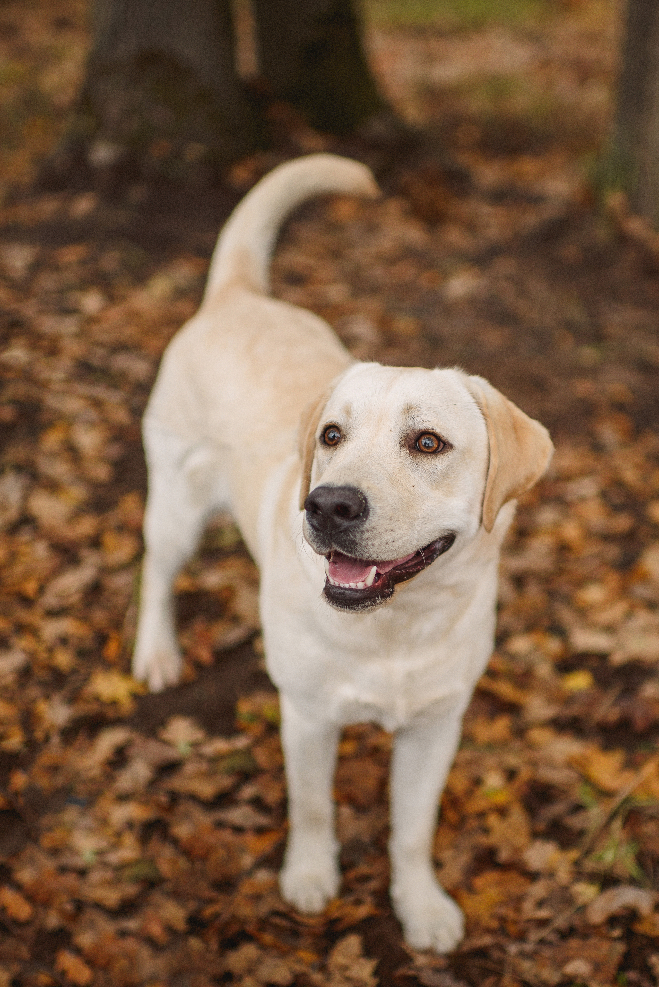 НАСТРОЕНИЕ — ОСЕНЬ!. Свадебный и семейный фотограф РИТА БОЧКАРЁВА