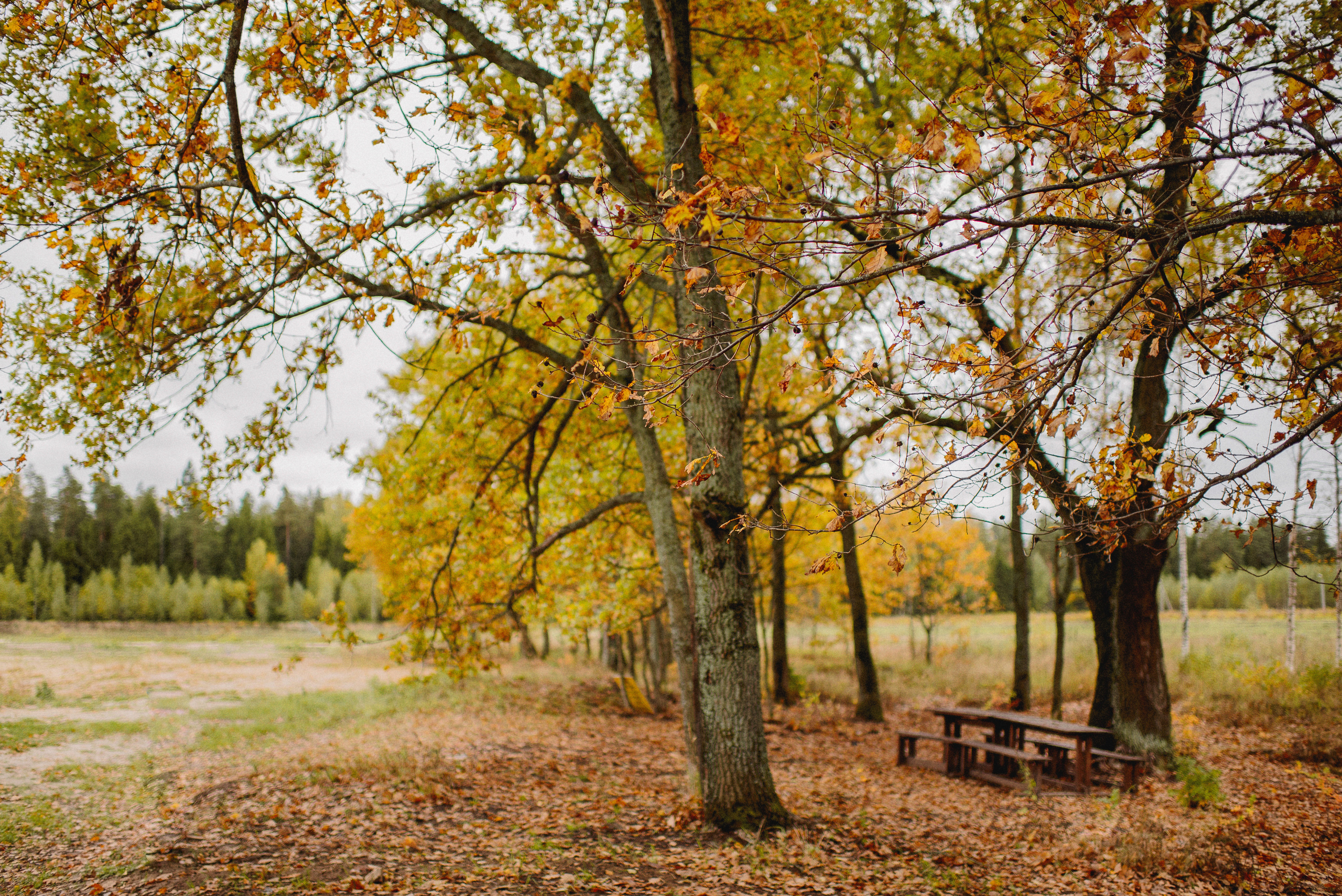 НАСТРОЕНИЕ — ОСЕНЬ!. Свадебный и семейный фотограф РИТА БОЧКАРЁВА