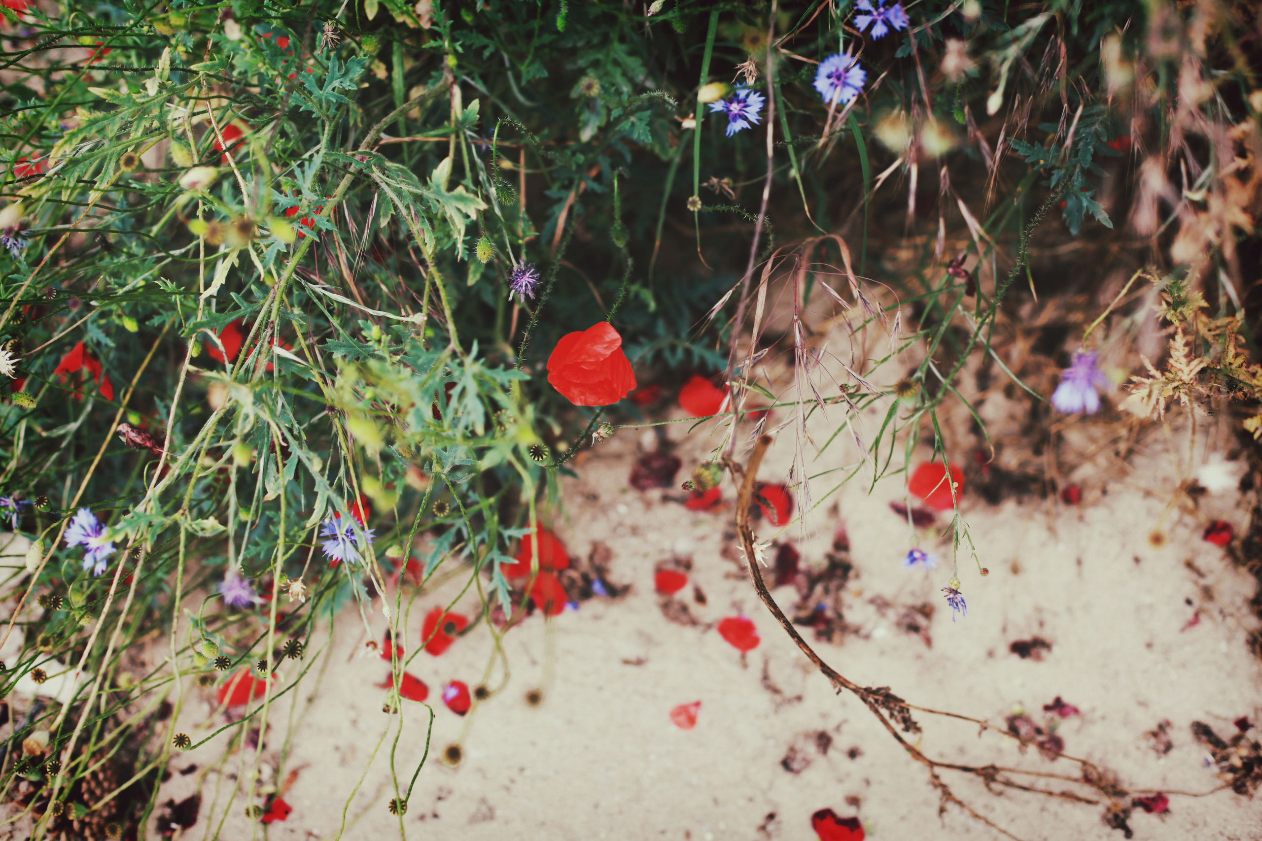 Болгария. Аня Степанова