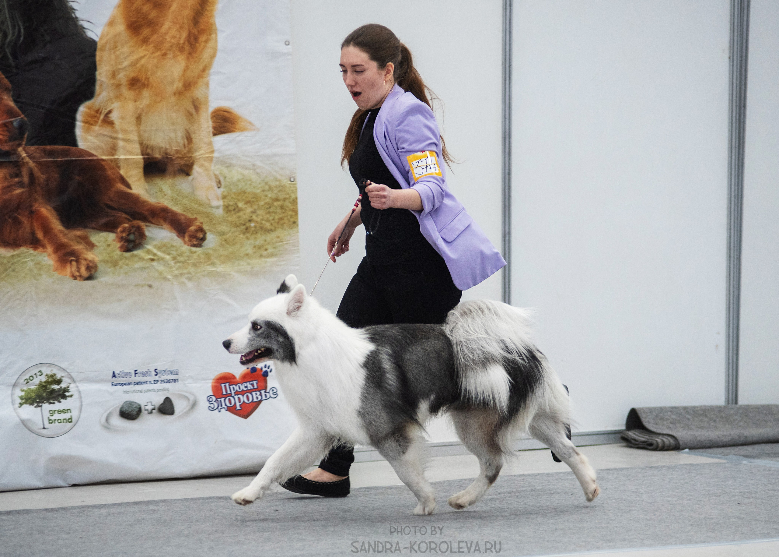 Выставка собак тюмень 14.01.2023. Дог-фотограф в Тюмени Александра Королева
