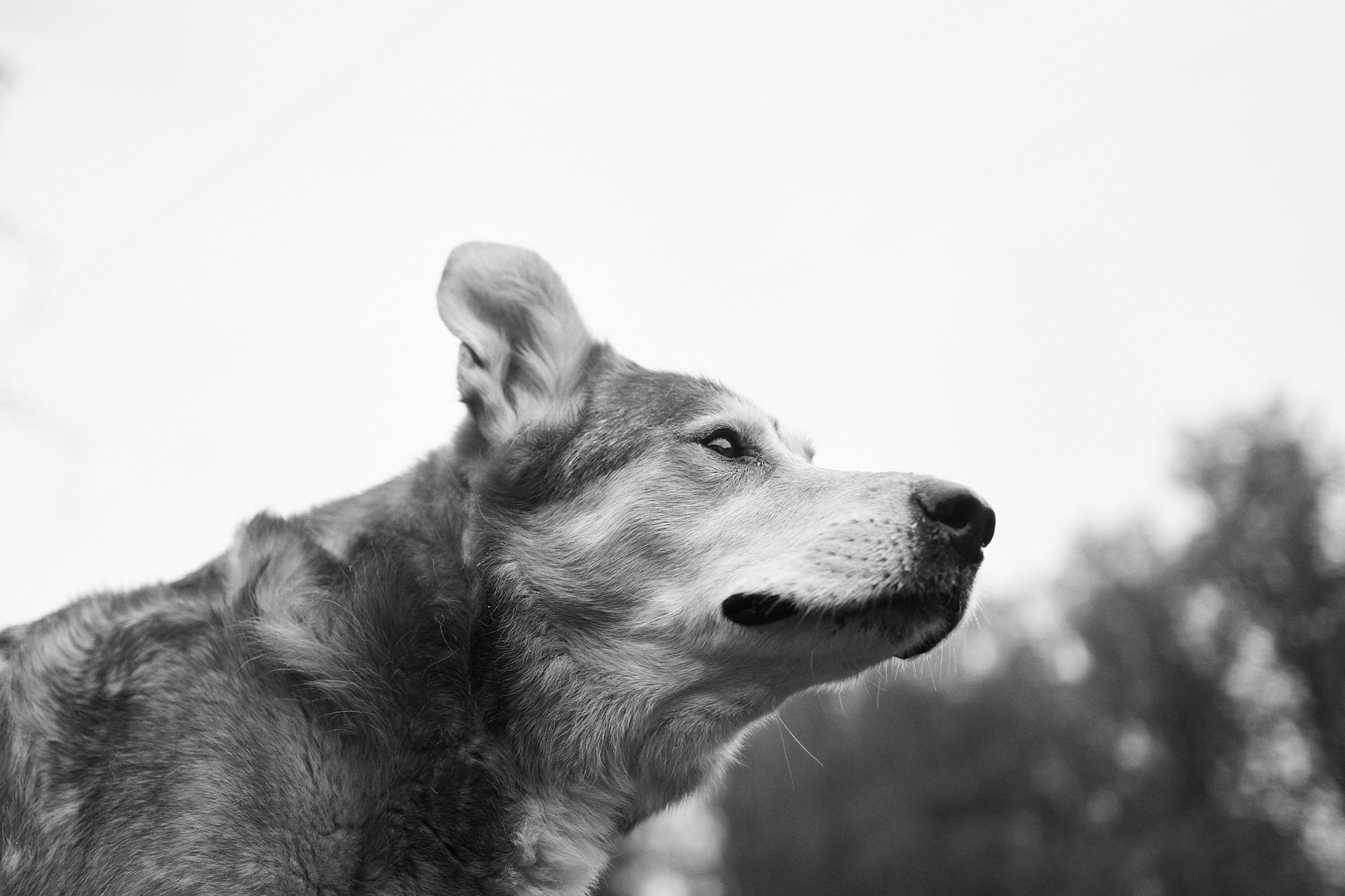 Дима, Рыжий и Воля. Фотограф анималист Москва Дарья