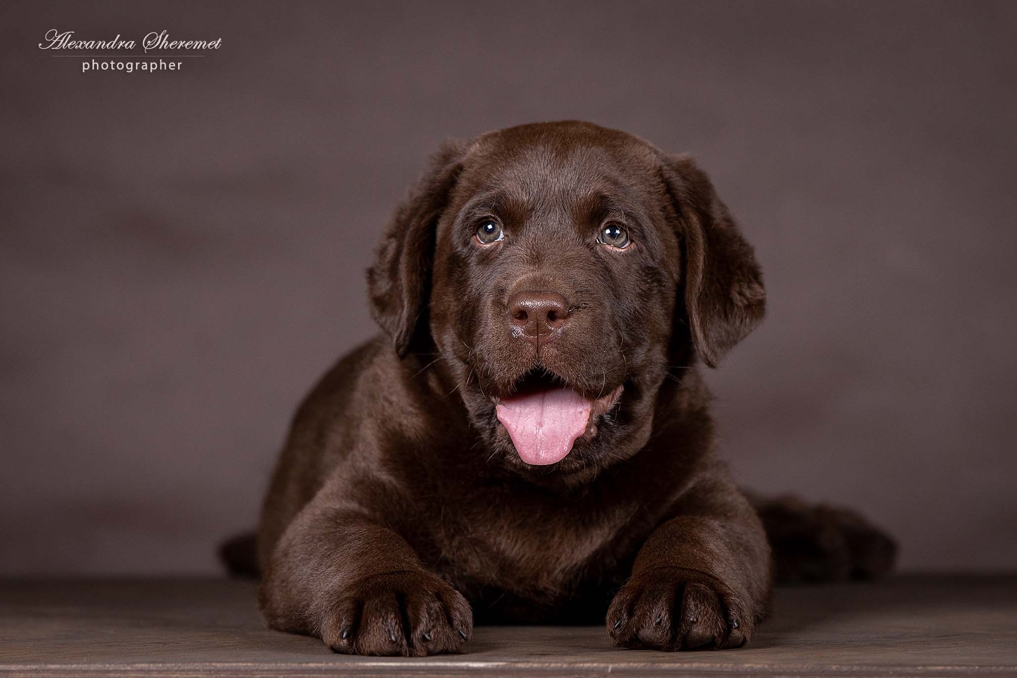 Щенки. Фотограф-анималист Александра Шеремет