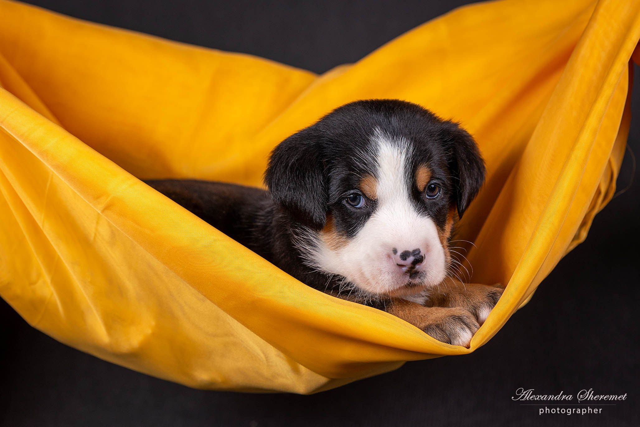 Щенки. Фотограф-анималист Александра Шеремет