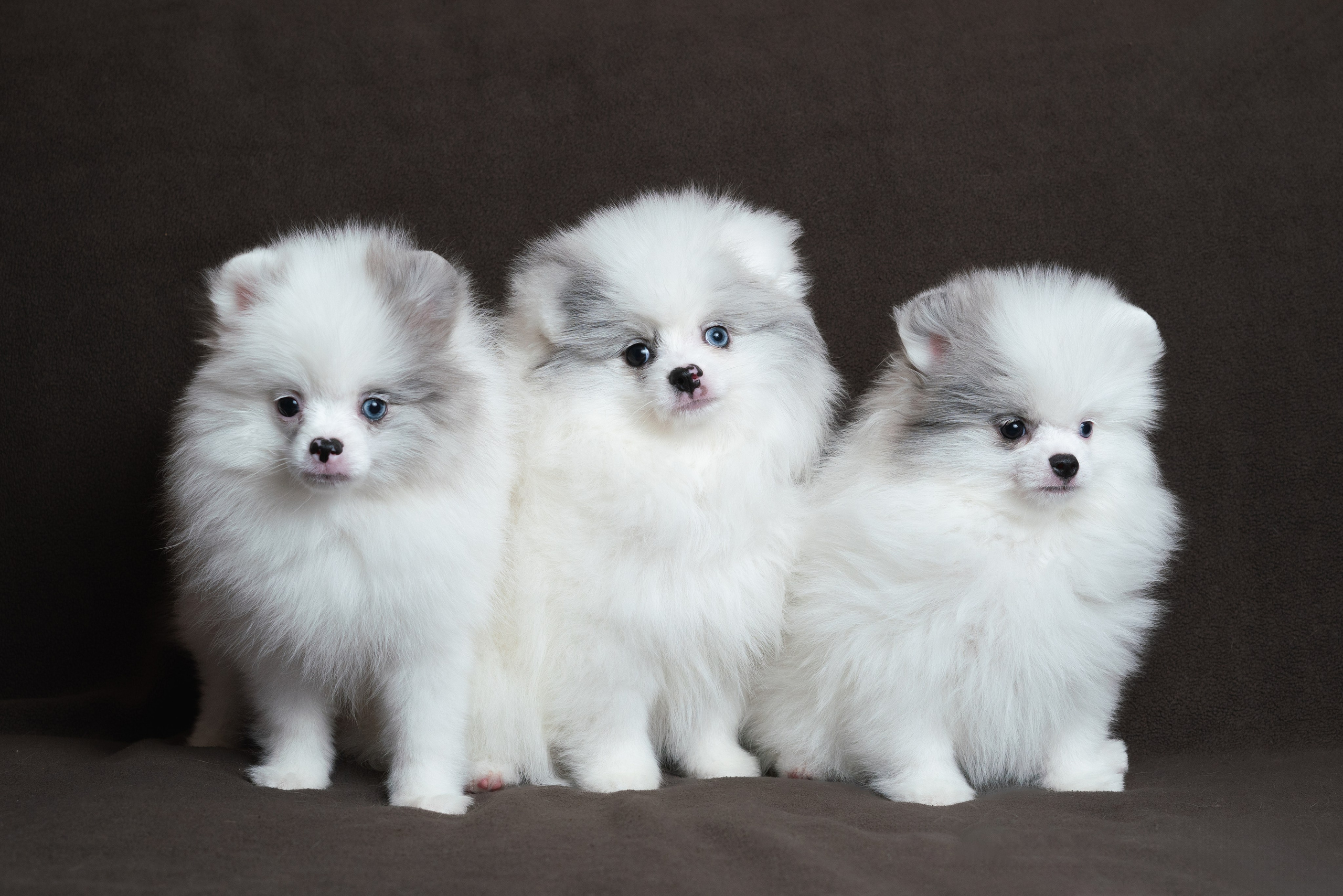 Шпицы. Фотограф анималист Осипчикова Мария