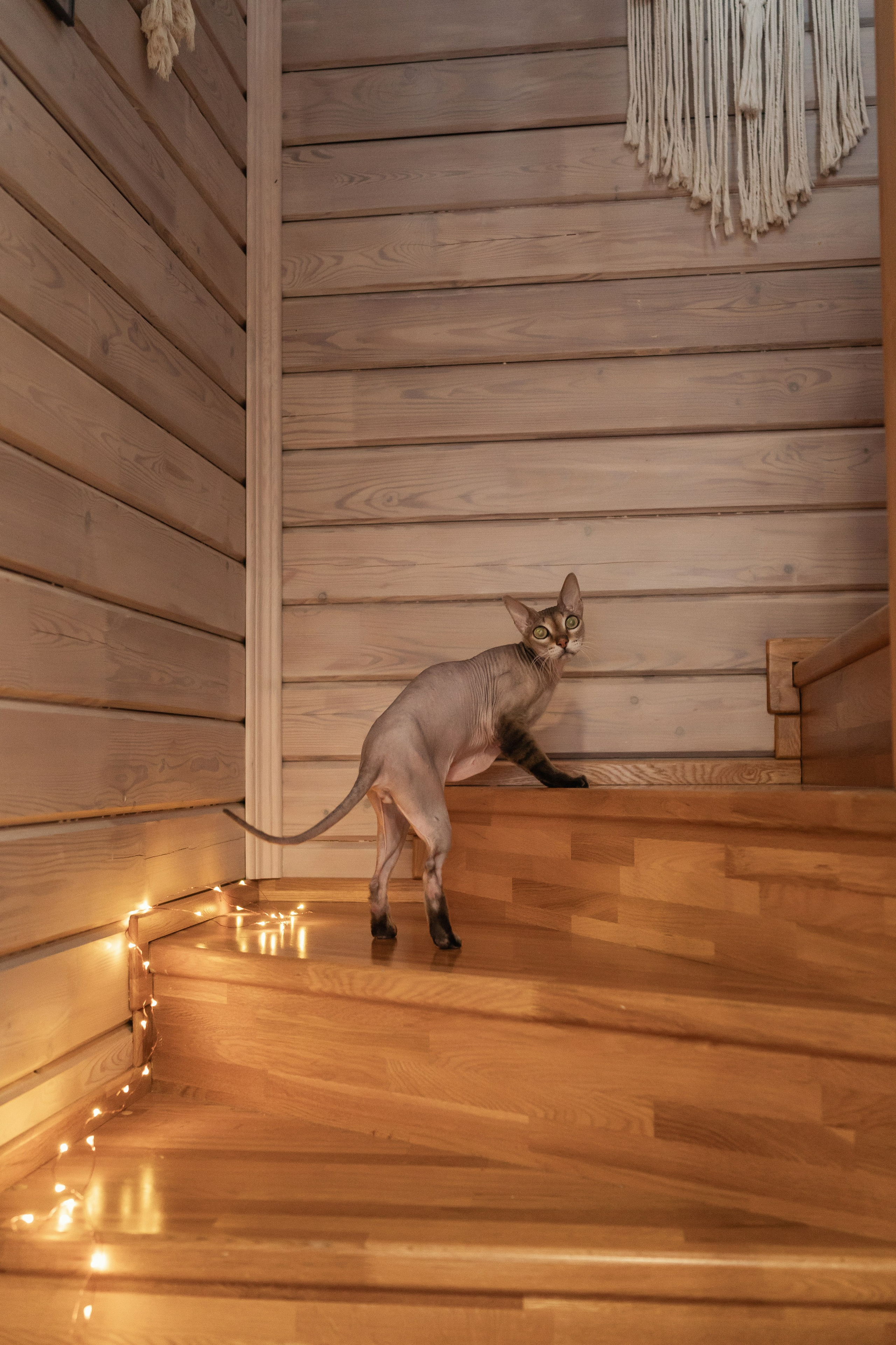 Домашние фотосессии. Фотограф Благовещенск Анна Емельянова