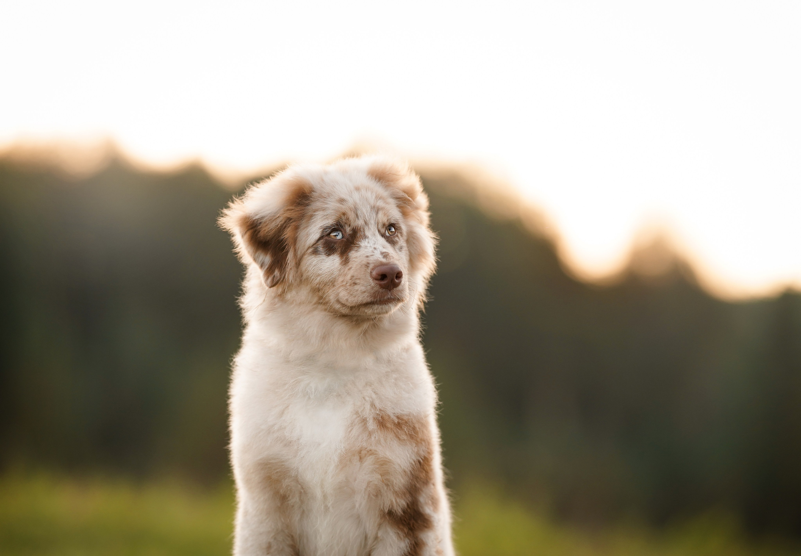 Катя Сэнди и Рокки. Фотограф-анималист в Санкт-Петербурге Яна Мартынова