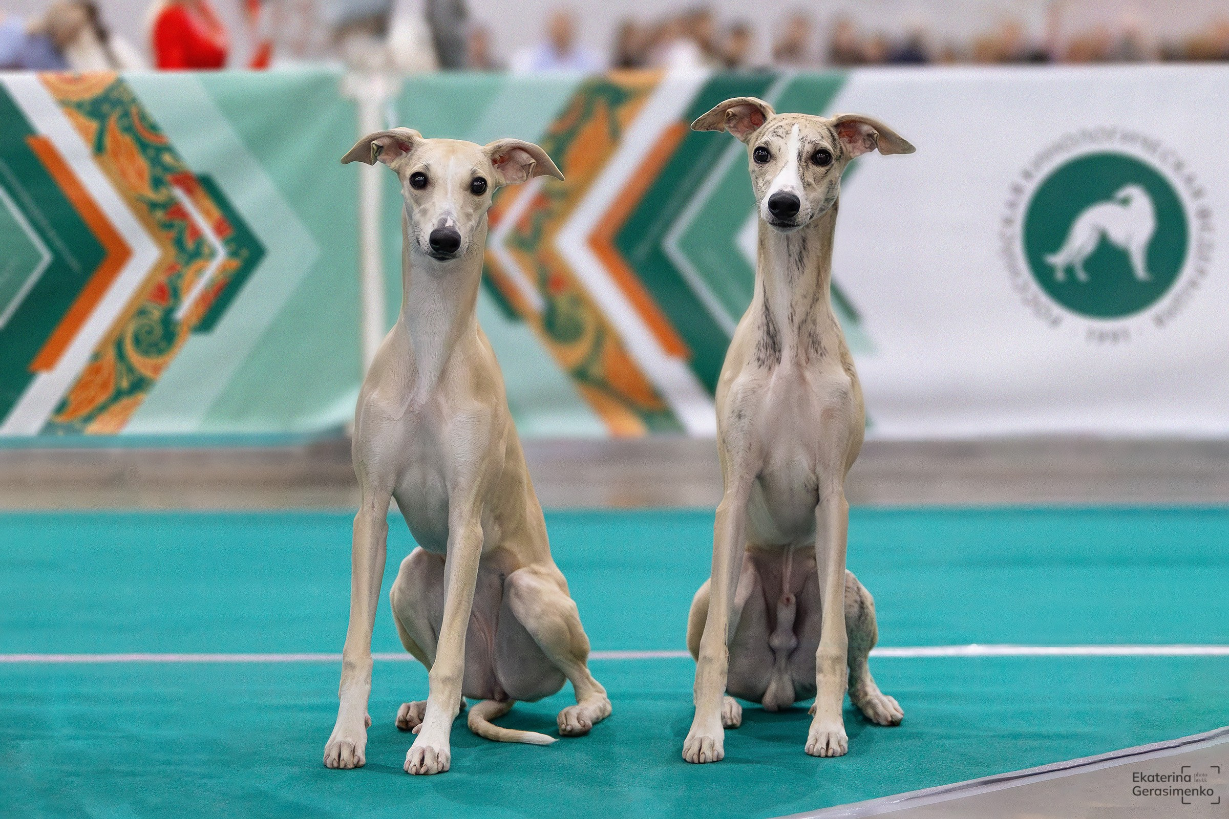 16–17 ноября 2024, Выставка ЕВРАЗИЯ, г. Москва. Htykk_photo