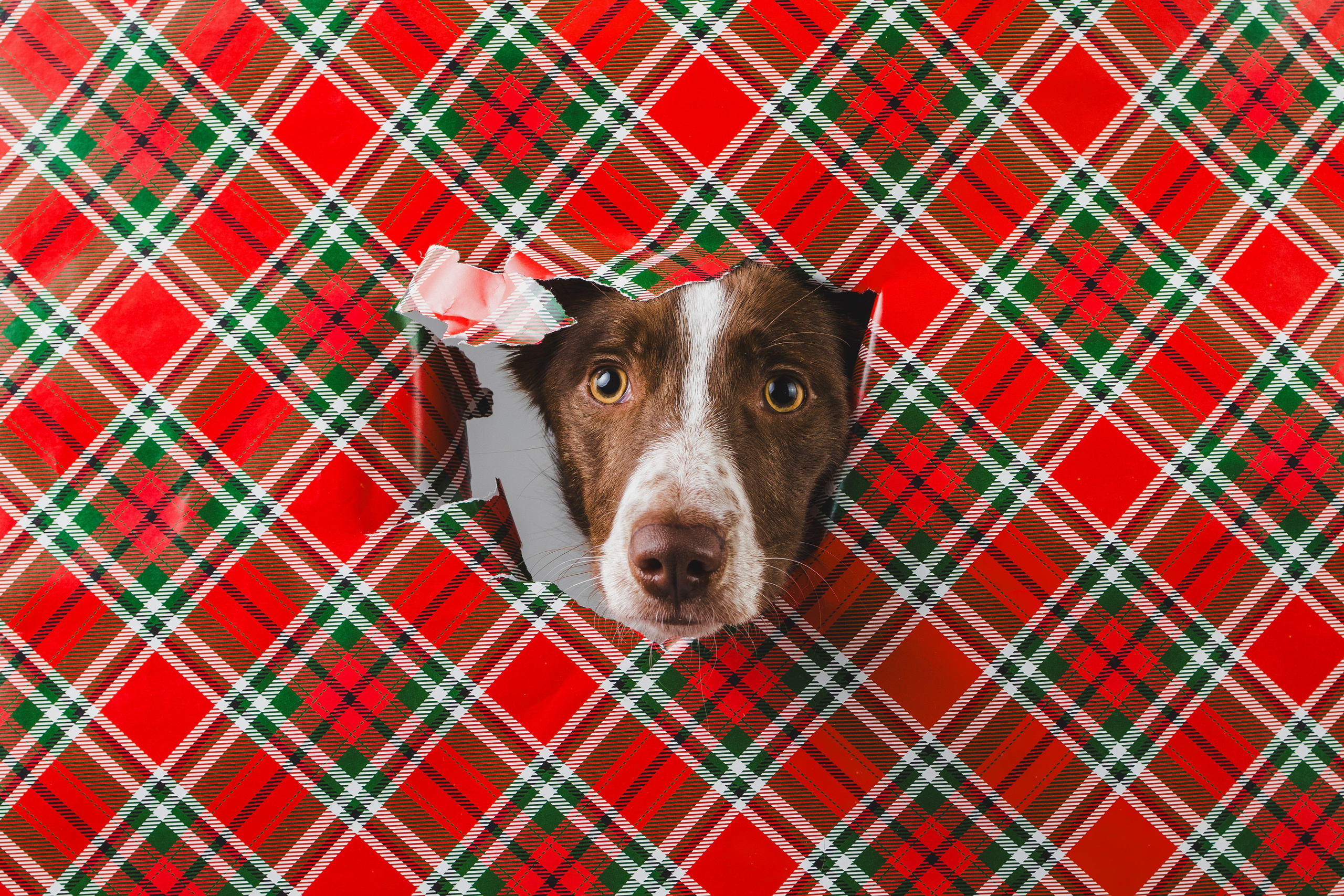 Воркшоп по импульсному свету