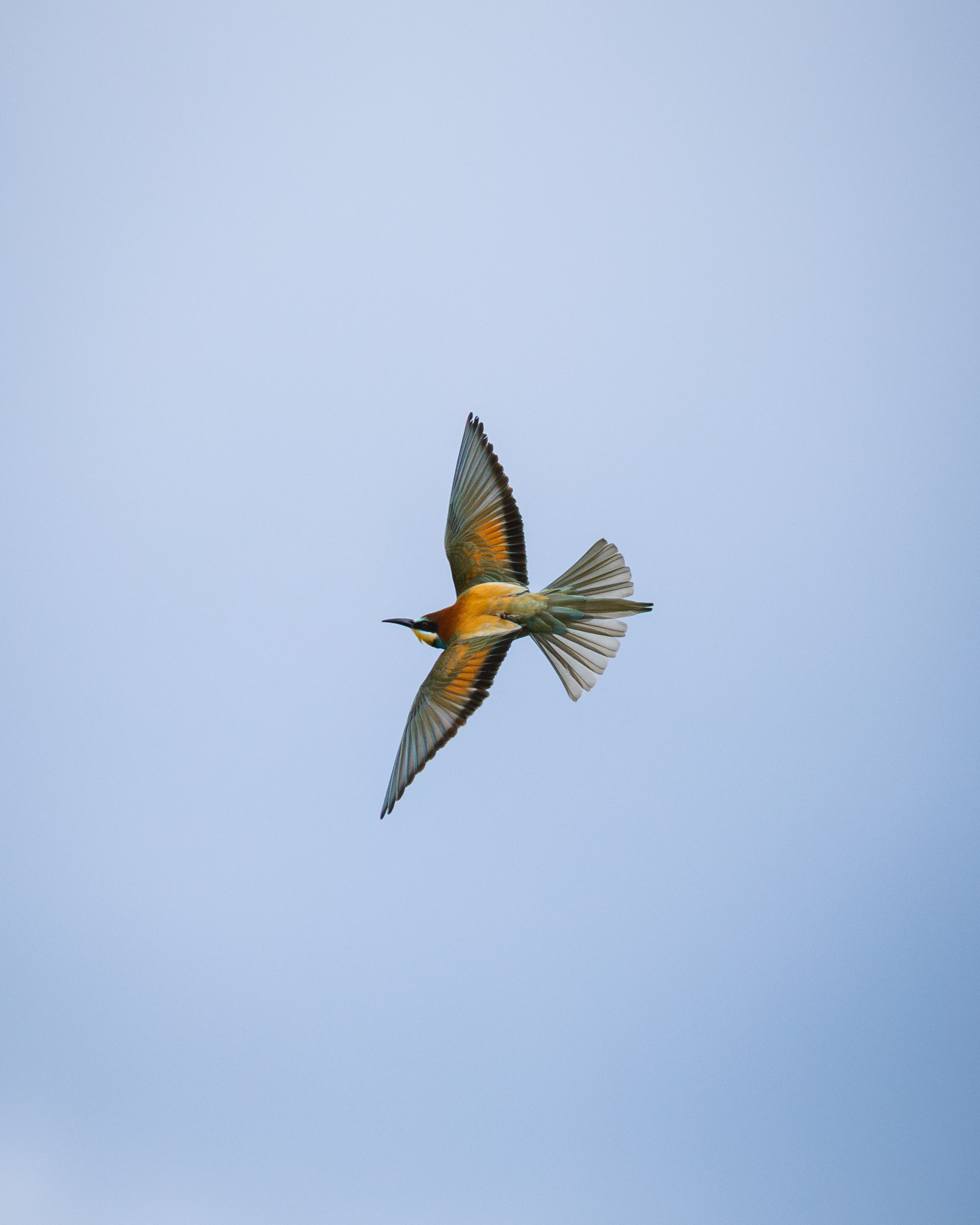 Voronezh 2026. Anton Chernov | Wildlife photographer