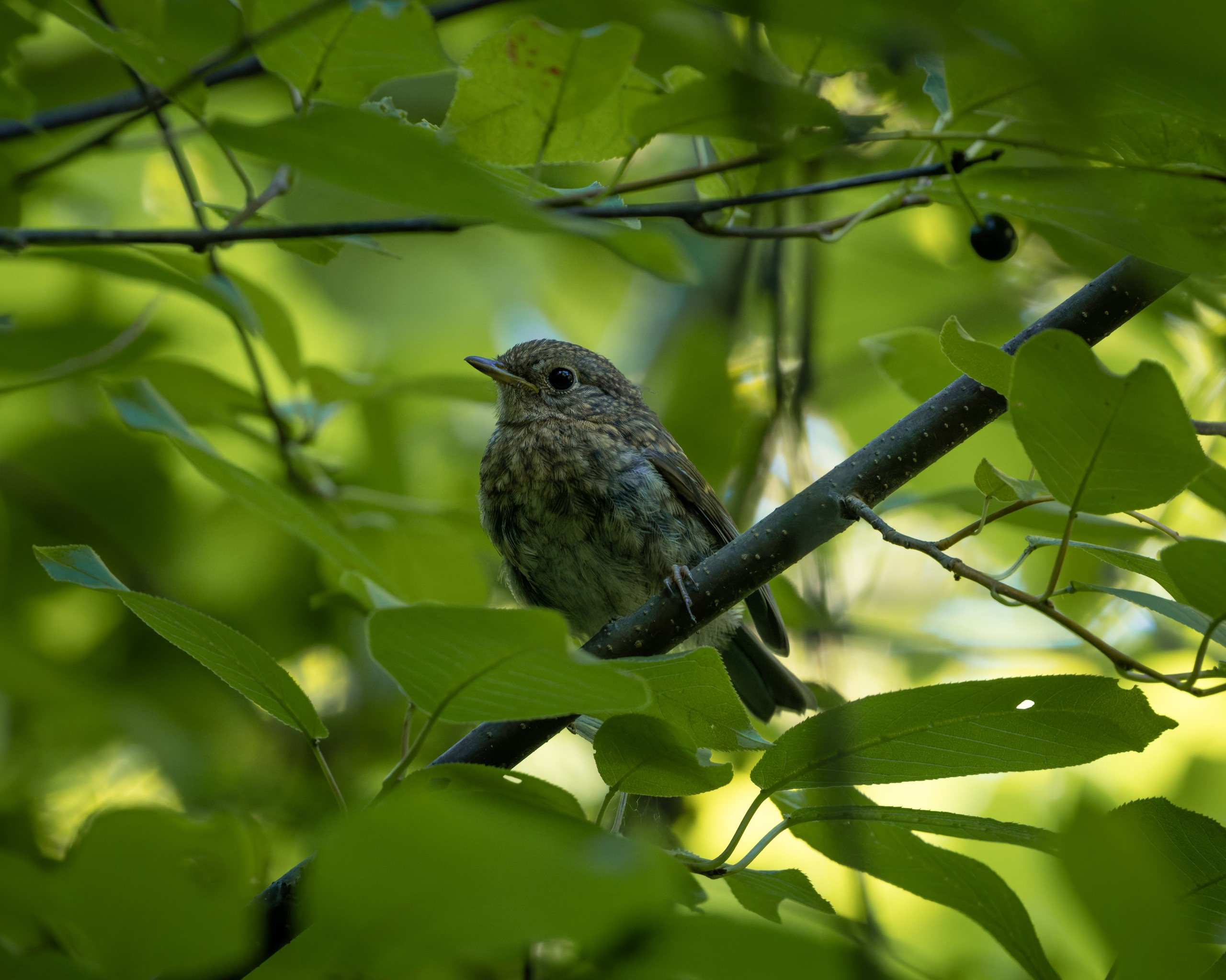 Voronezh 2026. Anton Chernov | Wildlife photographer
