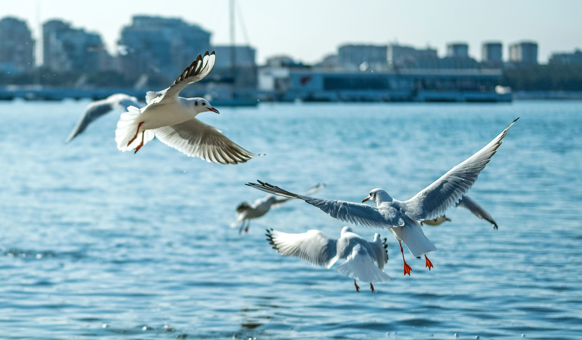 О море, людях и городе