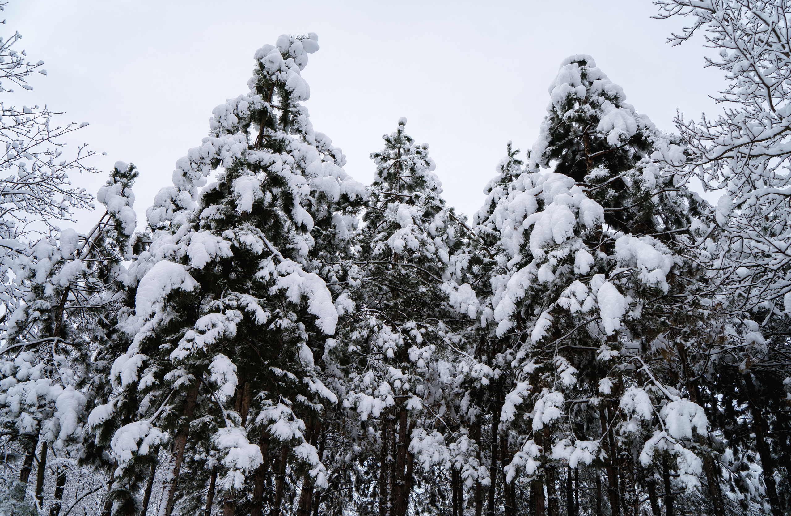 Зима 2024. Свадебный и семейный фотограф/видеограф в Краснодаре Наталья Осинская