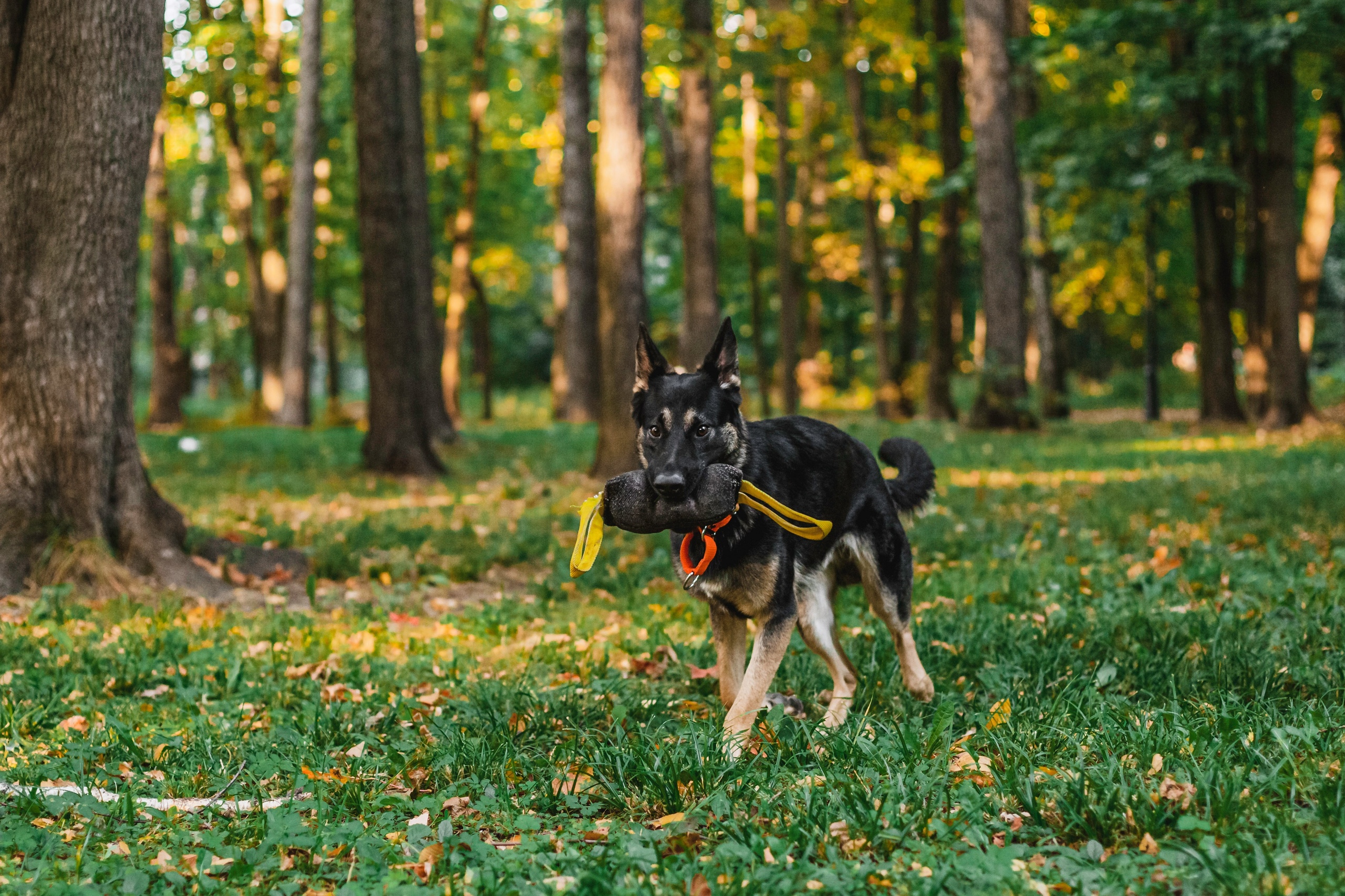 Илай. Фотограф-анималист Татьяна Степанова