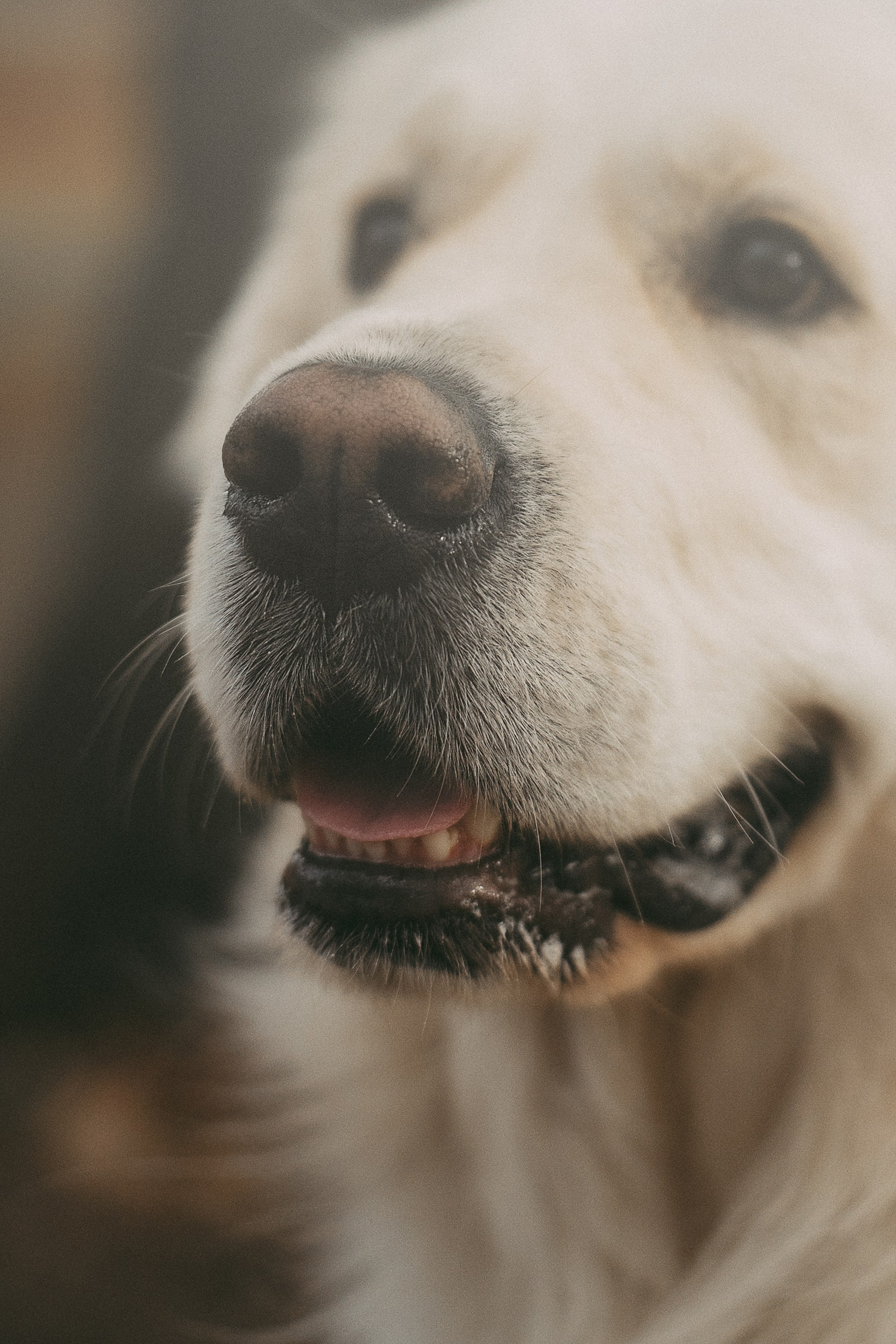 Лена и Мерлин. Фотограф анималист в Москве и Санкт-Петербурге Свиридова Анна