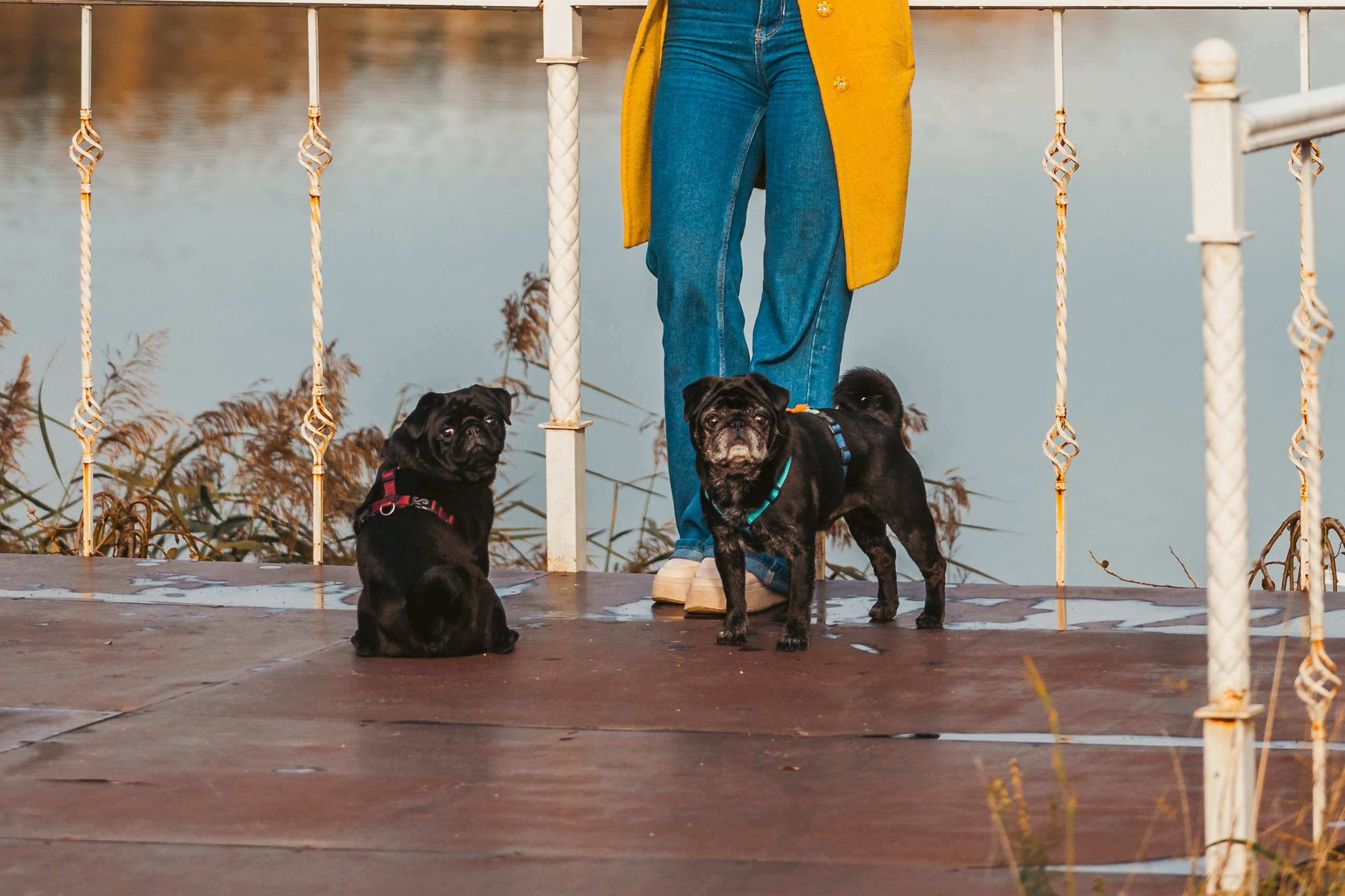 Оля, Харви, Луис. Фотограф-анималист Татьяна Степанова