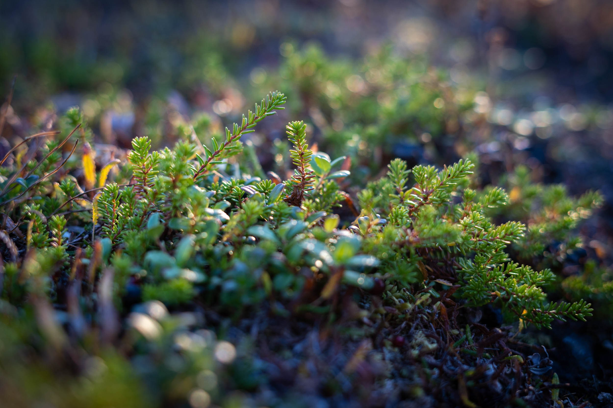 Рифы девонского моря. Фотограф Екатерина Зорина