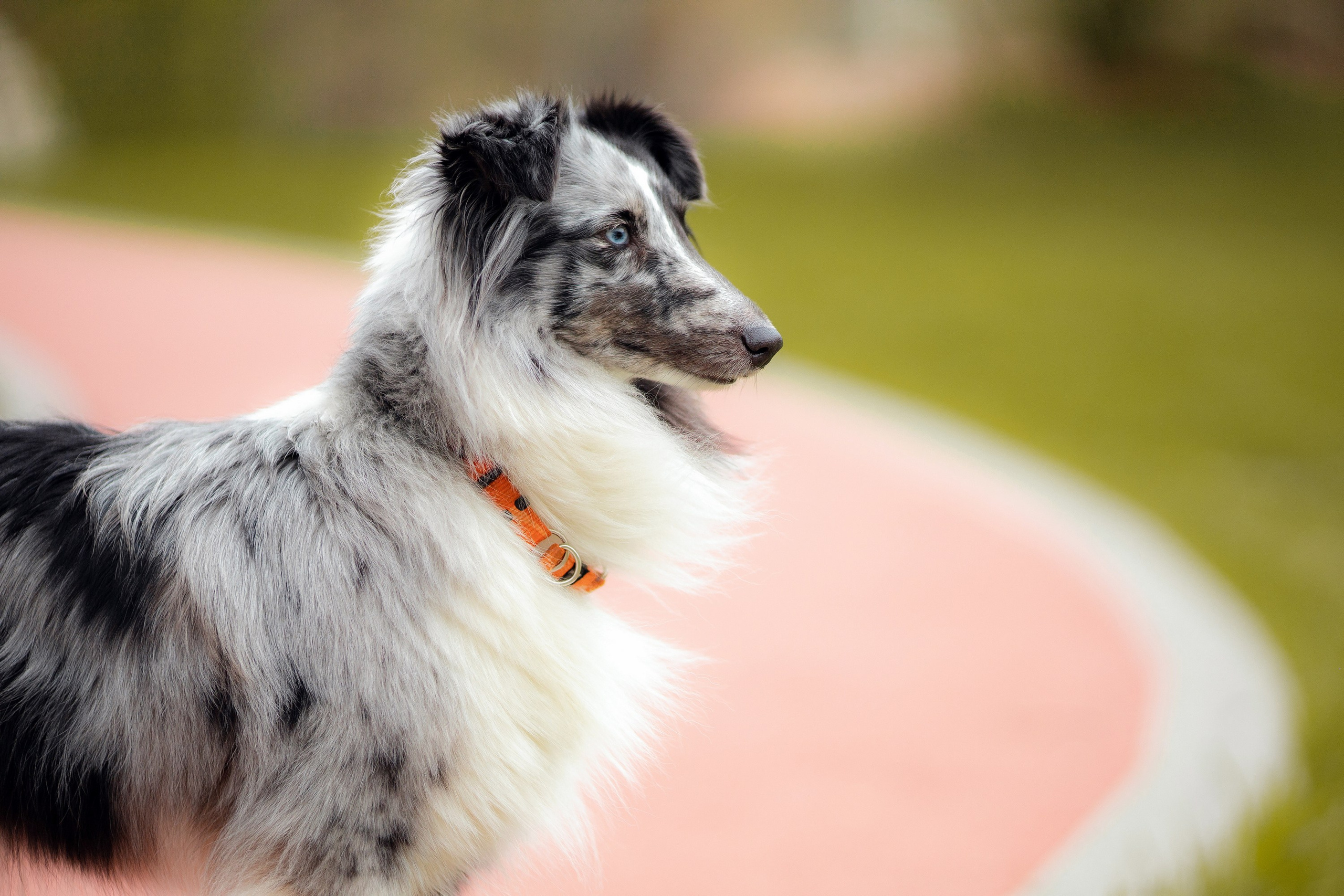 Шелти Встреча. Художник и Фотограф Тимохина Юлия