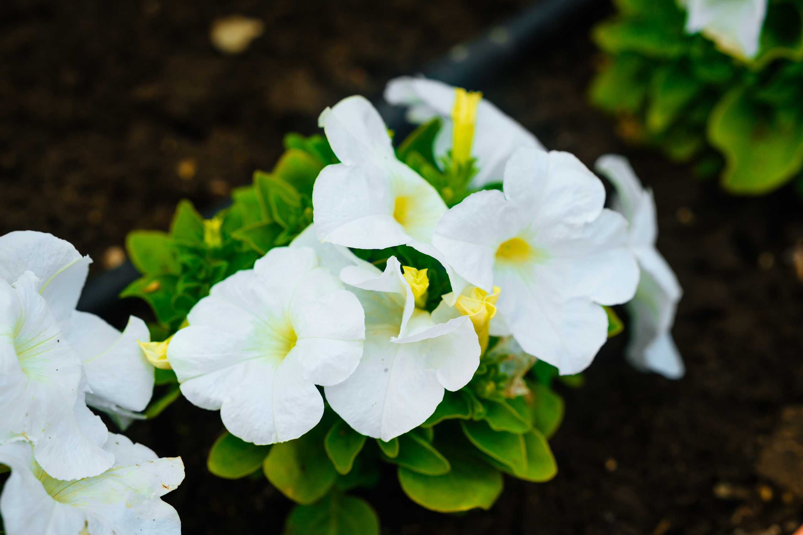 Свадебные фотосессии. Роспись в ЗАГСе. Выездная регистрация. Студийный и свадебный фотограф и видеограф в Севастополе — Юлия Макаренко