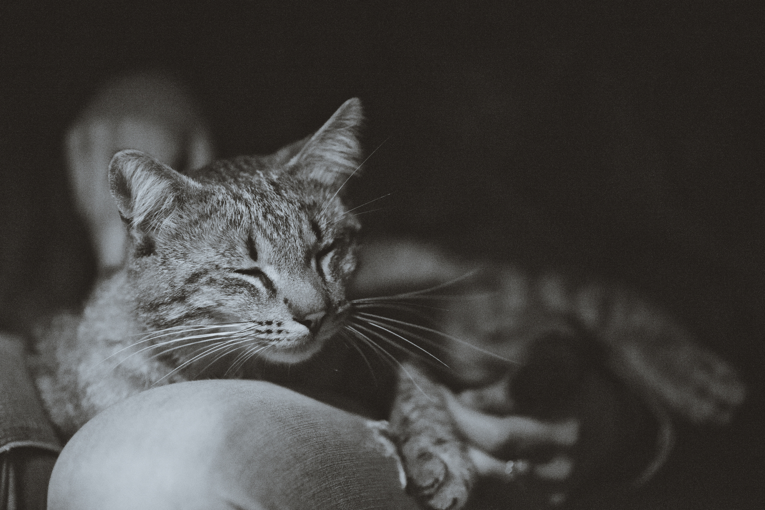 ГАЛИНА И ДЕНИС. Фотограф Андрей Копий. Фотосъёмка в Нижнем Новгороде и Москве
