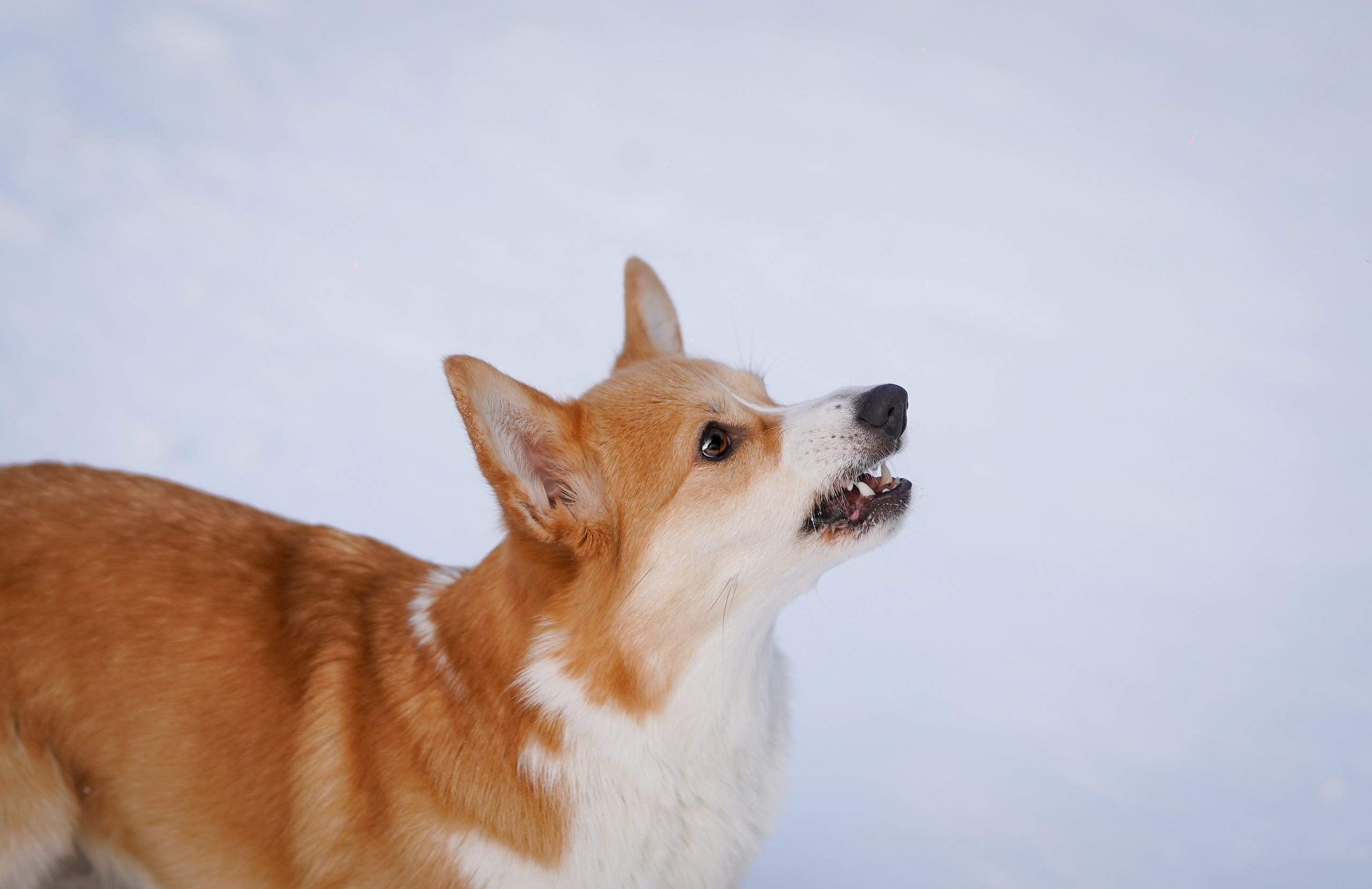 Кристина и Лаки. Фотограф-анималист в Санкт-Петербурге Яна Мартынова