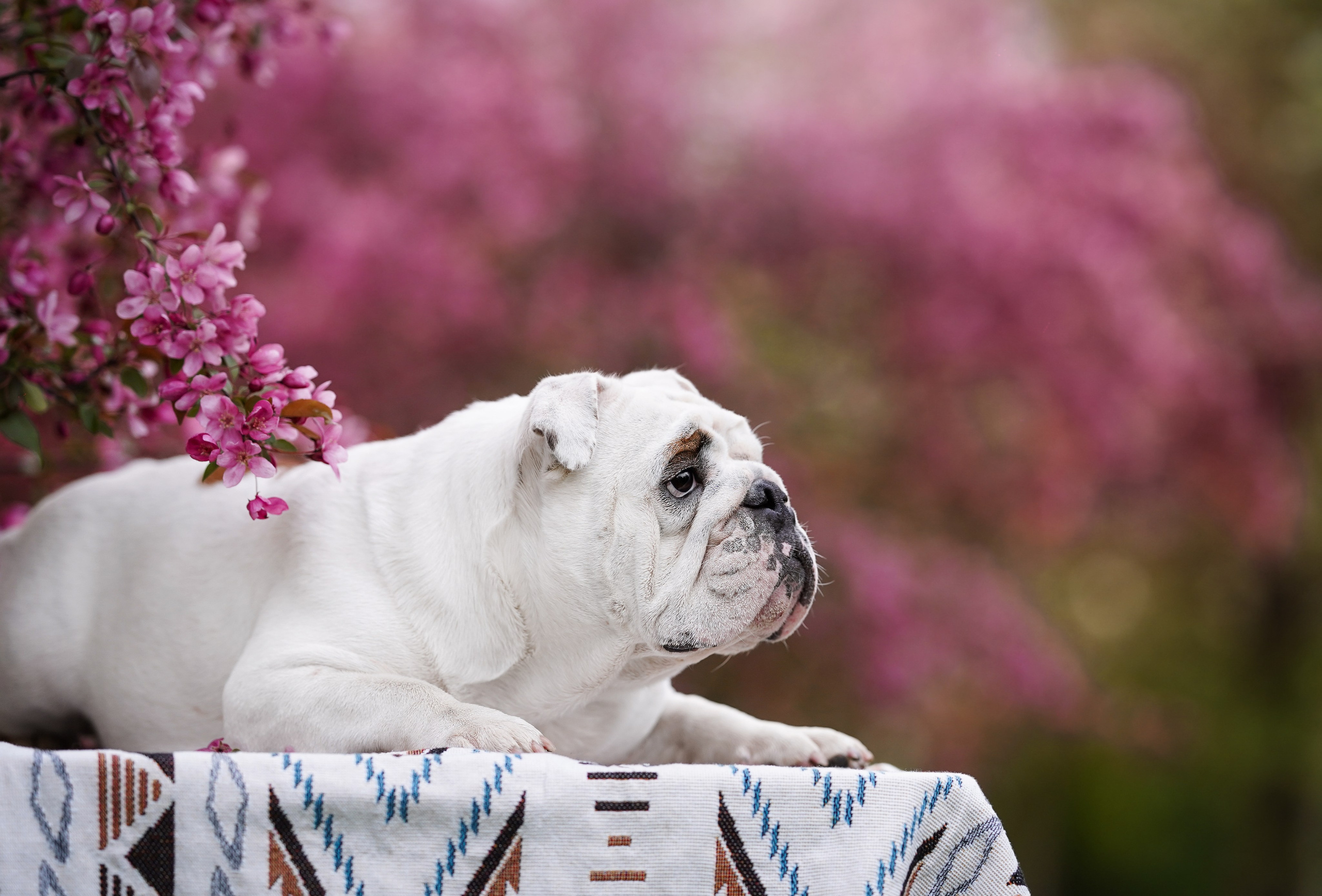 Фасолька в саду. Фотограф-анималист в Санкт-Петербурге Яна Мартынова