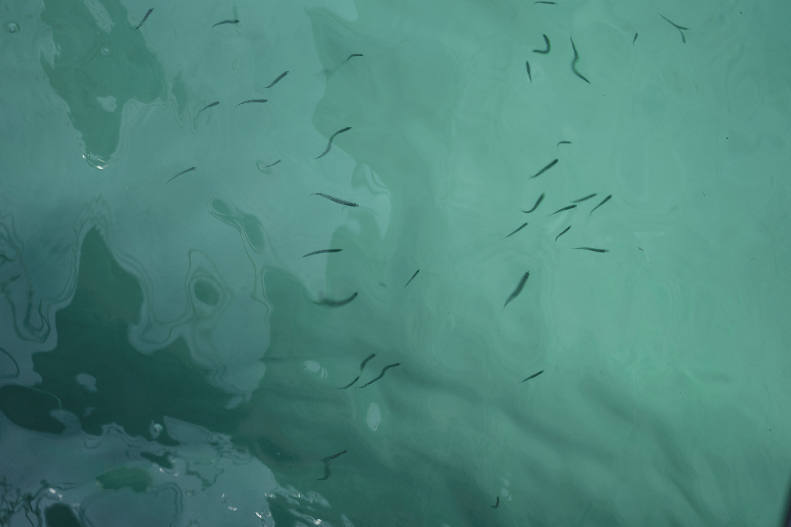 Артём и Евгения. Карпенко Марина свадебный и семейный фотограф Анапа, Краснодар, Геленджик, Сочи, Темрюк