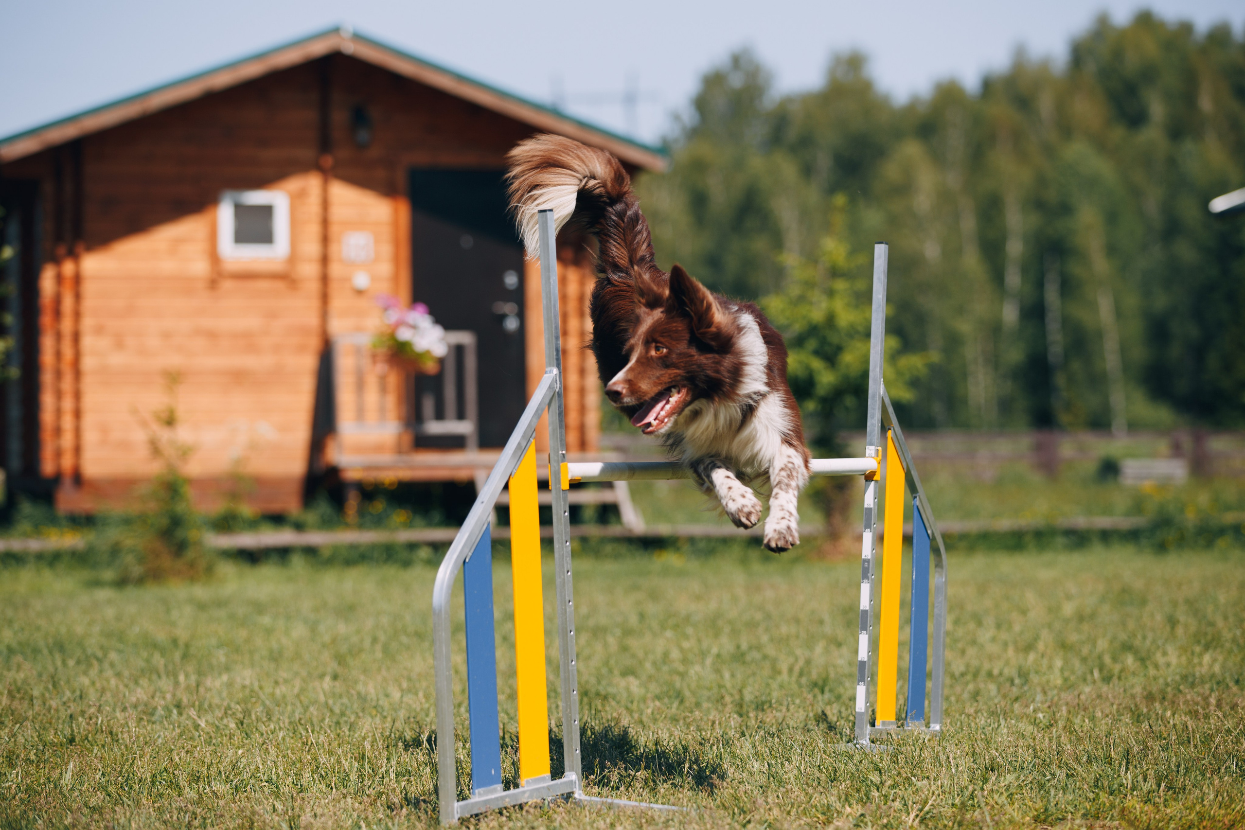 Кинологический лагерь в Горыныче. Фотограф анималист Кристина Карпова, Москва