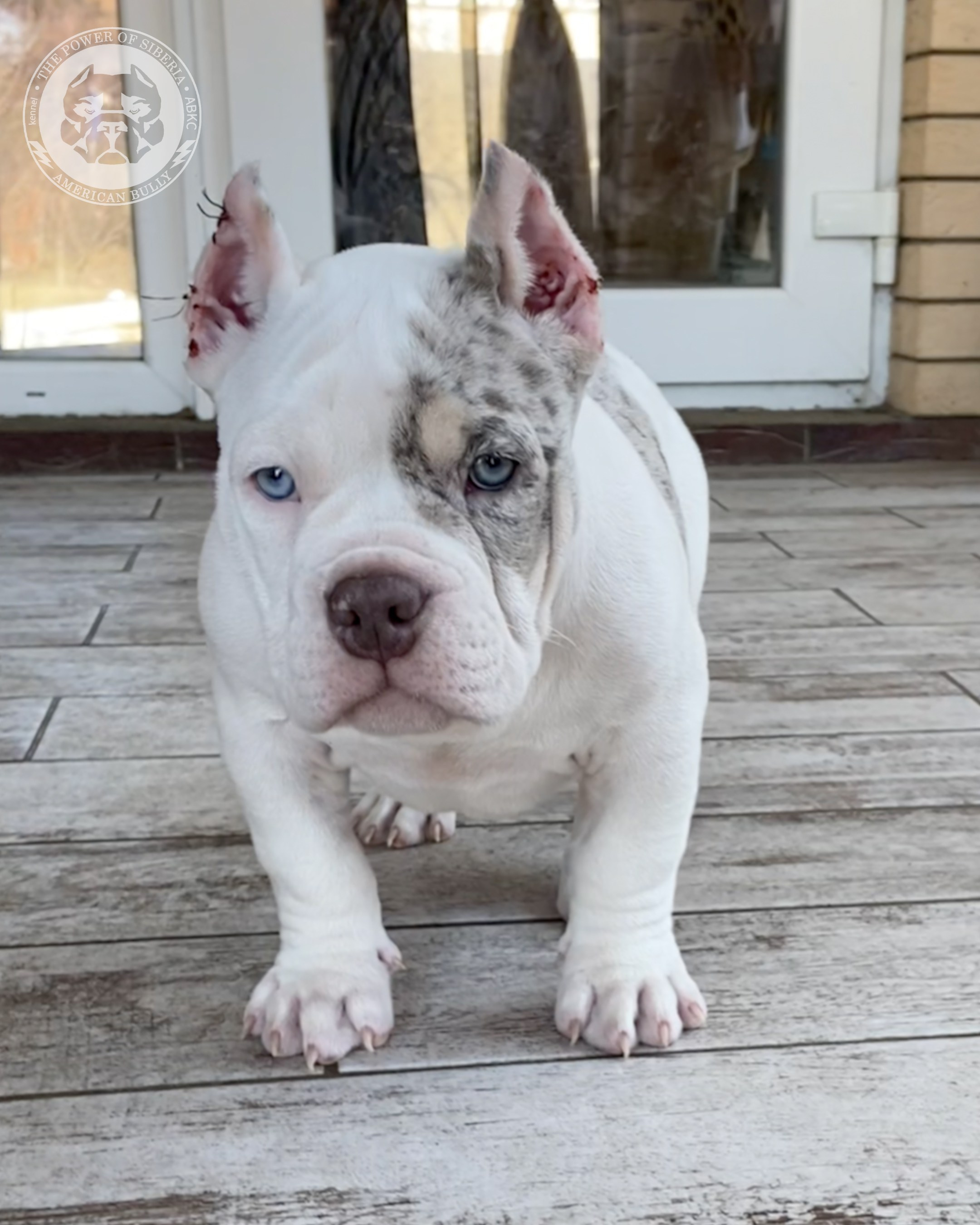 Свободные щенки Американский Булли покет. Американский Булли в г. Ростов-на-Дону. Питомник THE POWER OF SIBERIA