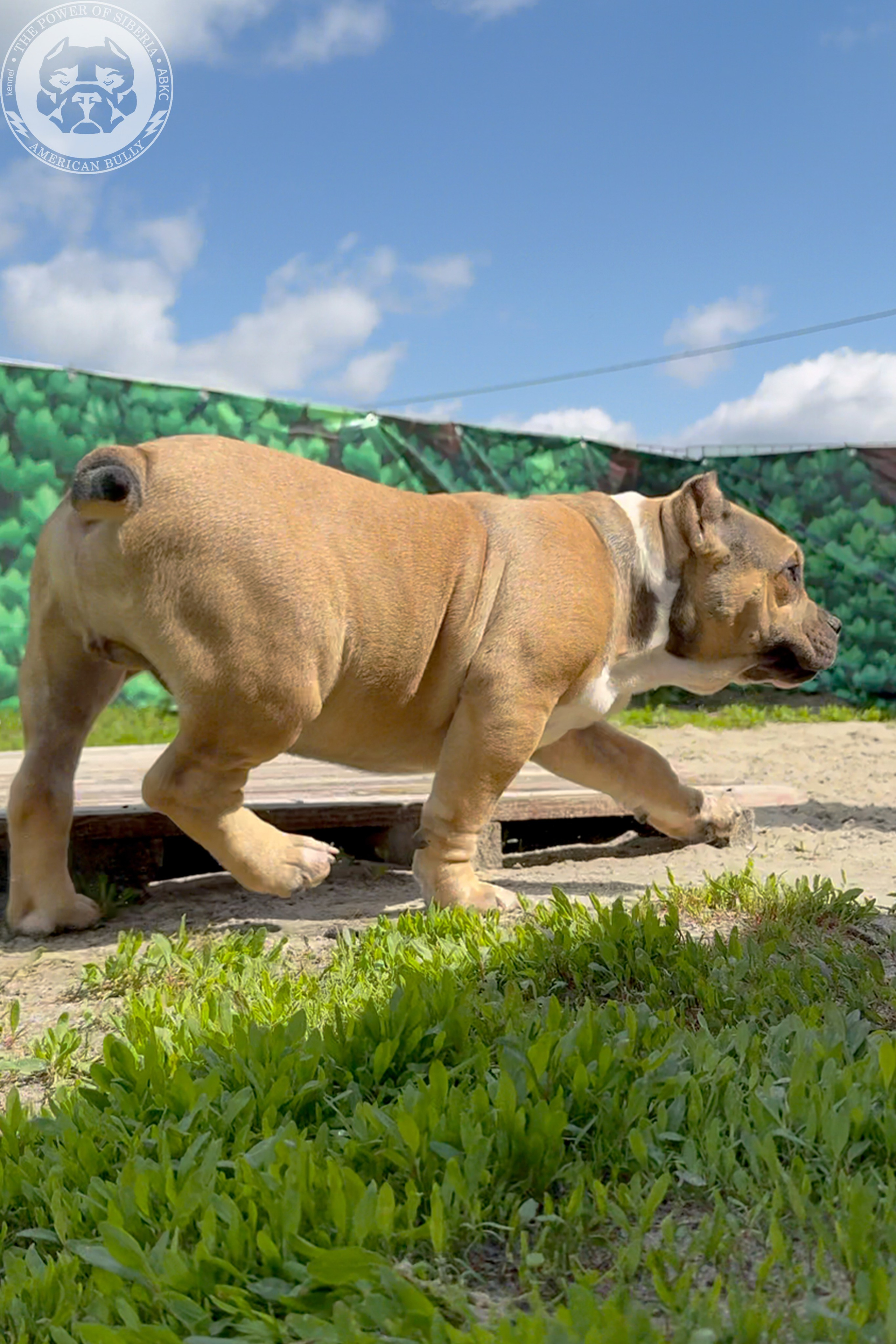 Свободные щенки Американский Булли, в типах покет, классик, стандарт. Американский Булли в г. Ростов-на-Дону. Питомник THE POWER OF SIBERIA