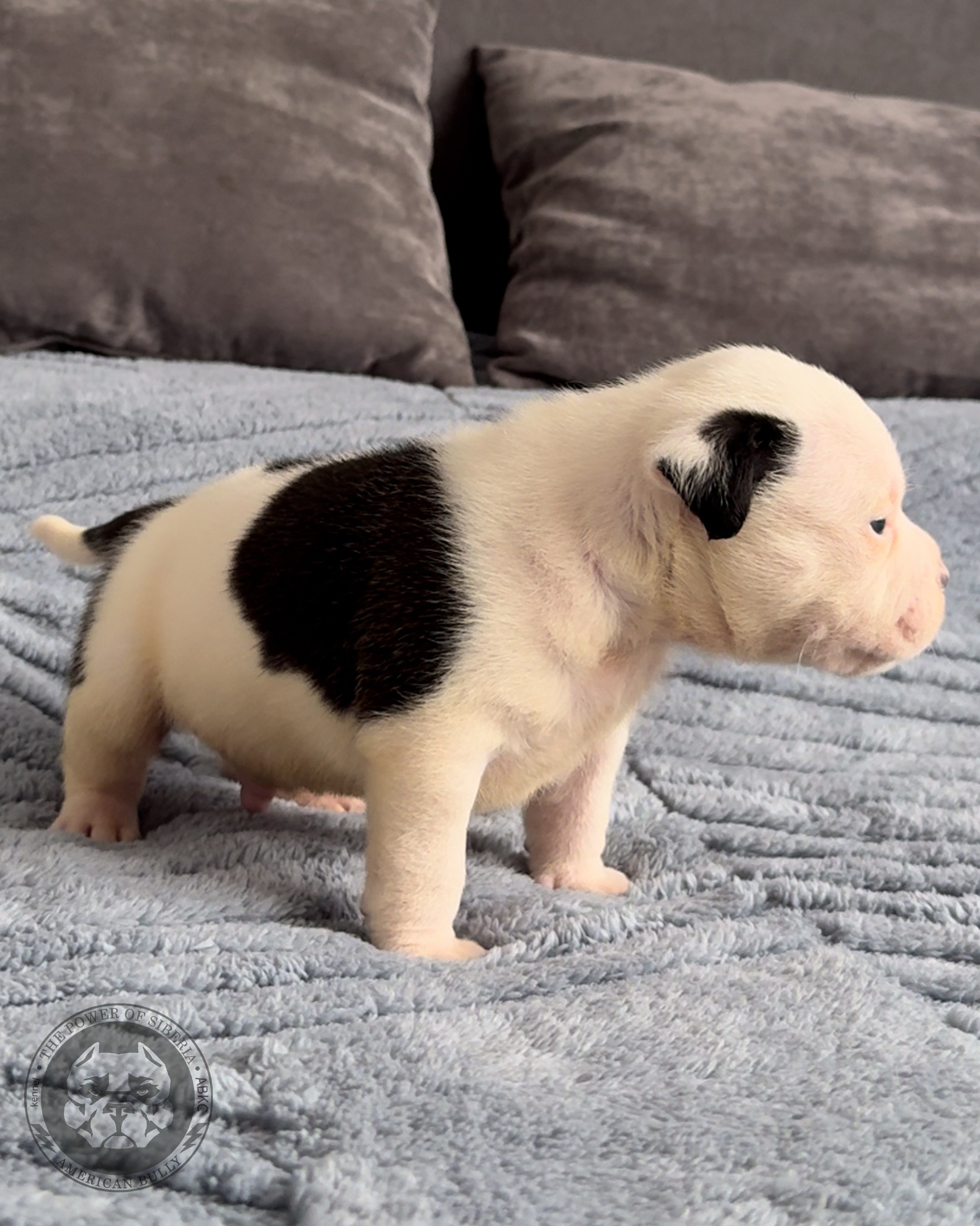 Свободные щенки Американский Булли стандарт и Свободные щенки Американский Булли классик. Американский Булли в г. Ростов-на-Дону. Питомник THE POWER OF SIBERIA