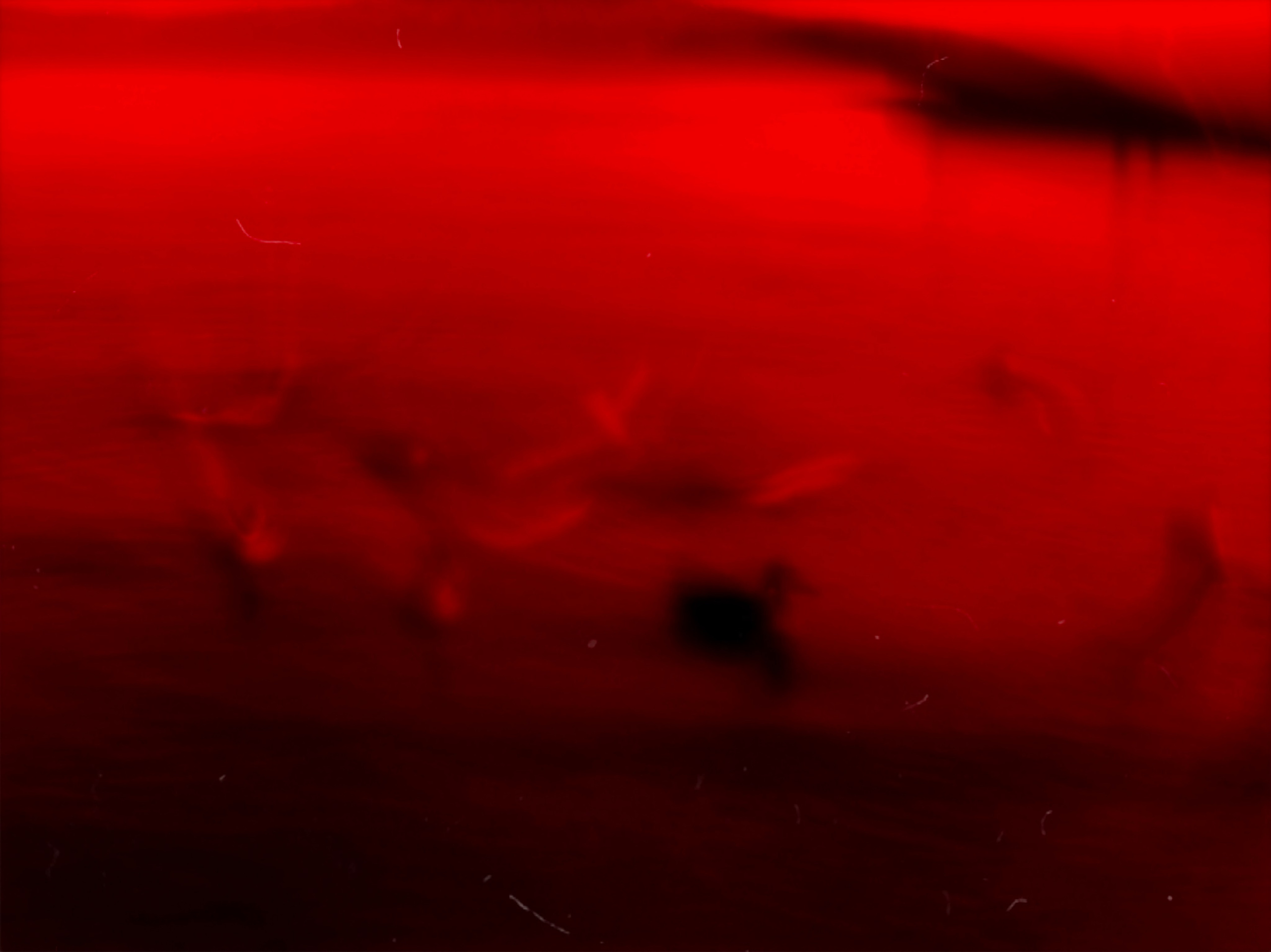 DISTURBING BEAUTY. Evgeniia Mikheeva — International visual artist