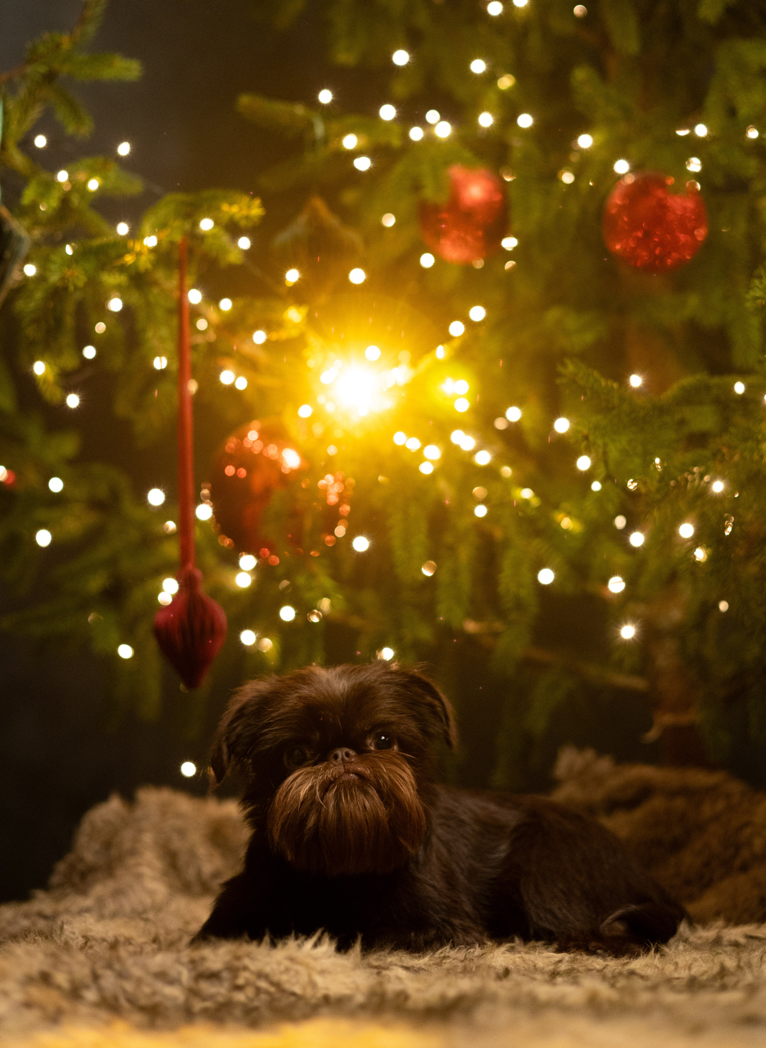 Новогодний фото день. Фотограф животных Евгения Верцинская