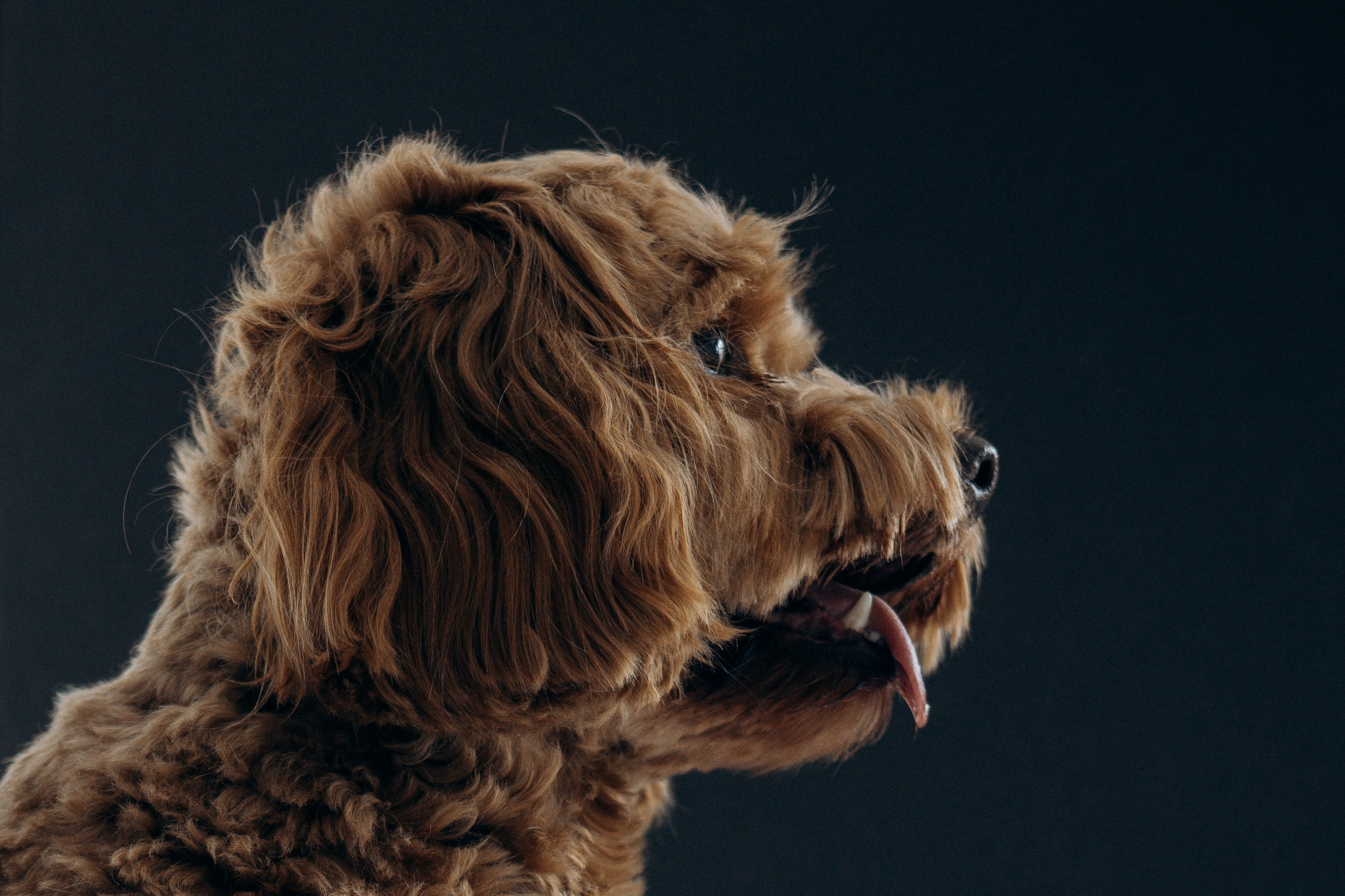 Марина и Марк. Фотограф животных Евгения Верцинская