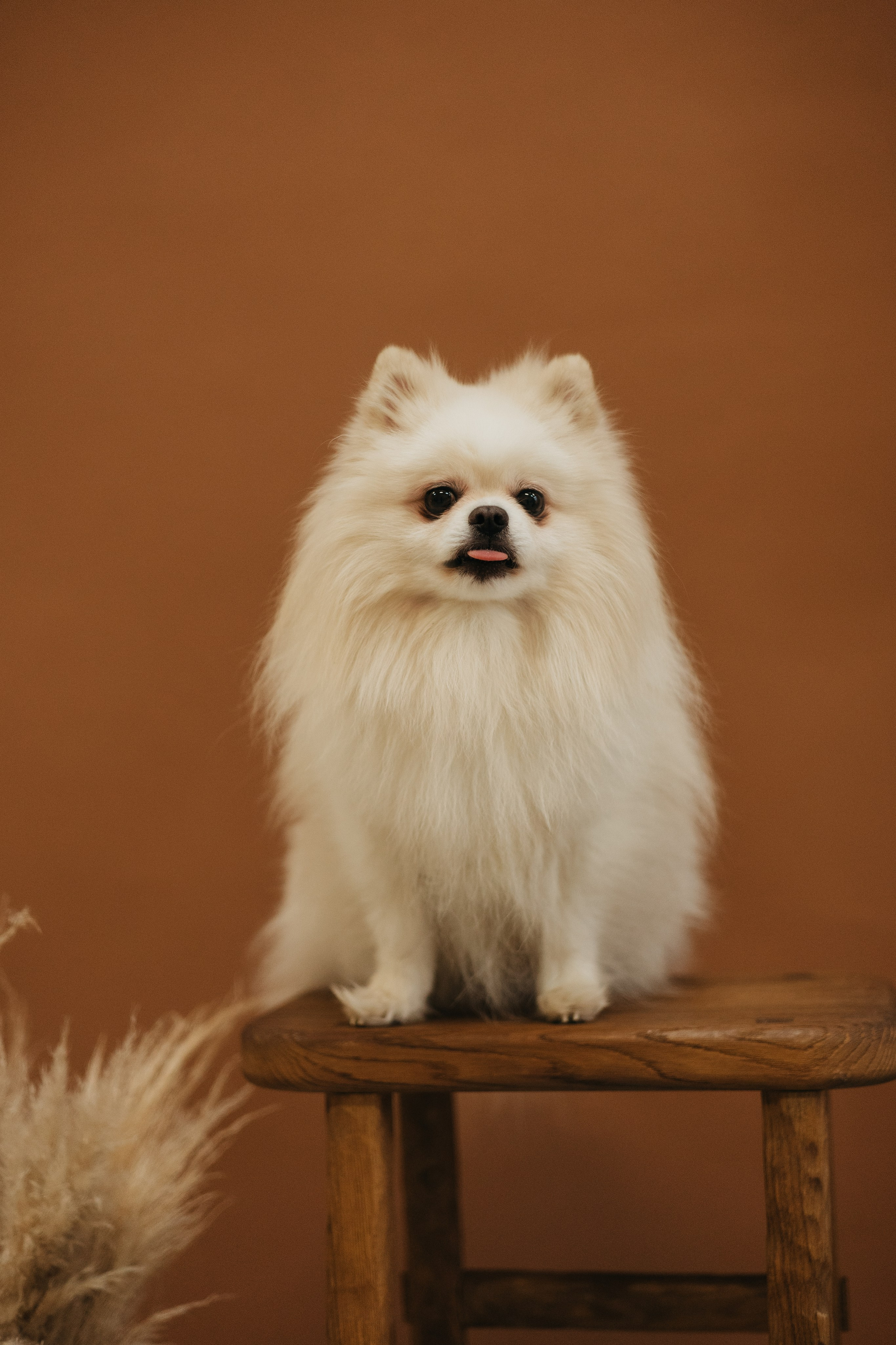 Катя и компания. Фотограф животных Евгения Верцинская