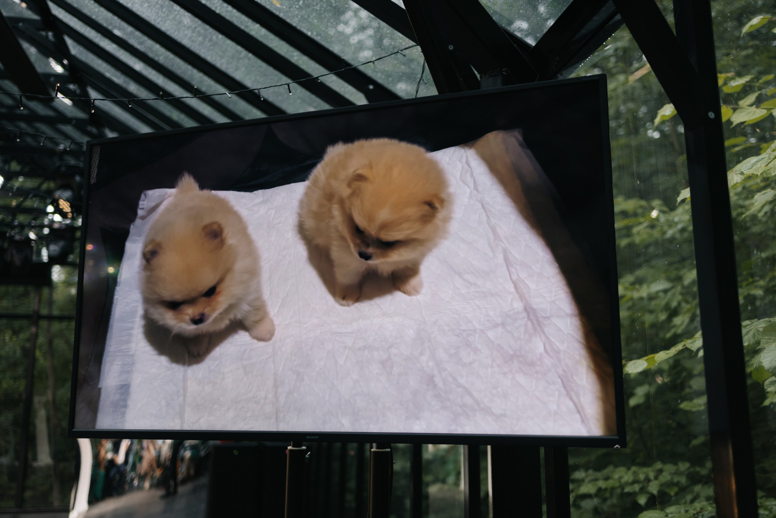 -Давай сделаем вид, что мы нормальные? -НЕТ. Свадебный фотограф Москва Мотеюнайте Виктория