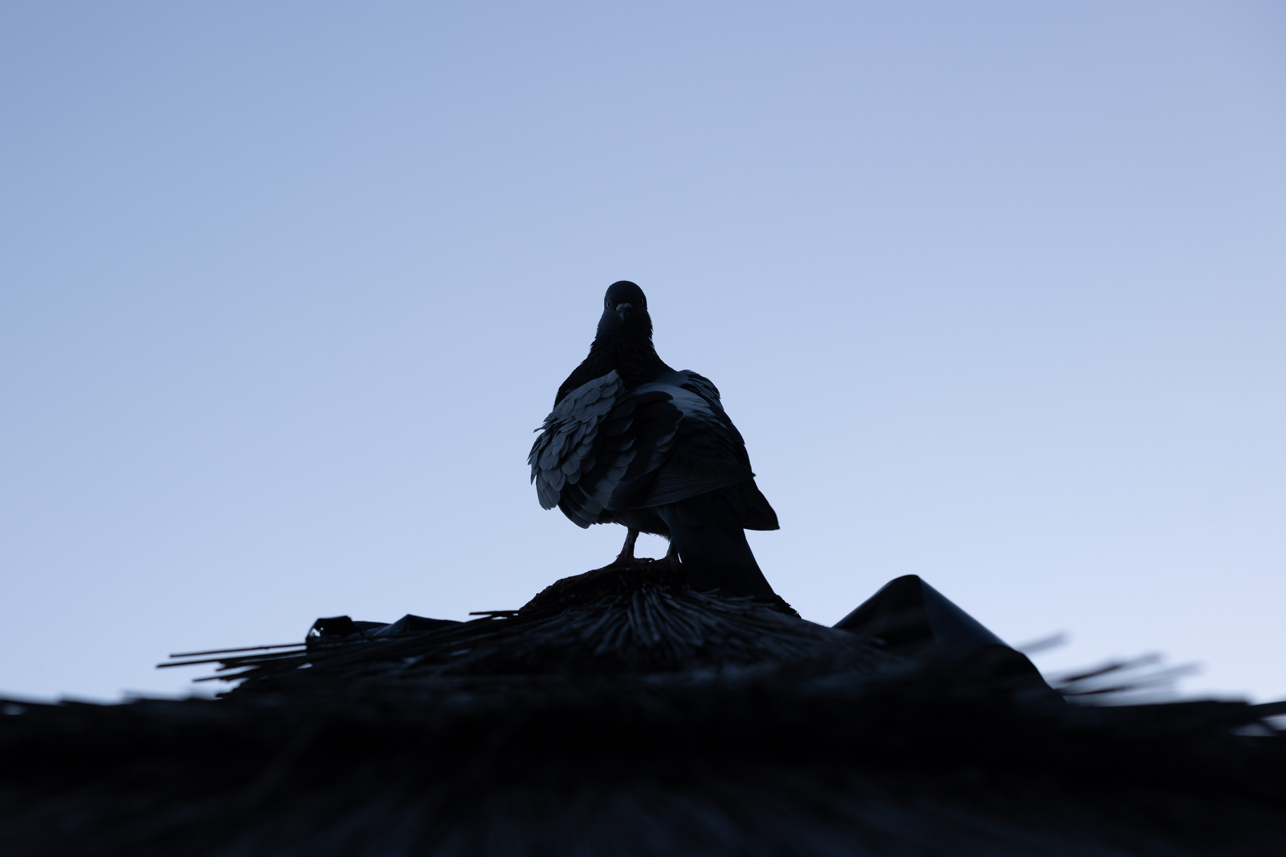 Art prints. Фотограф алина стерхова, алина стерхова фотограф, фотограф москва