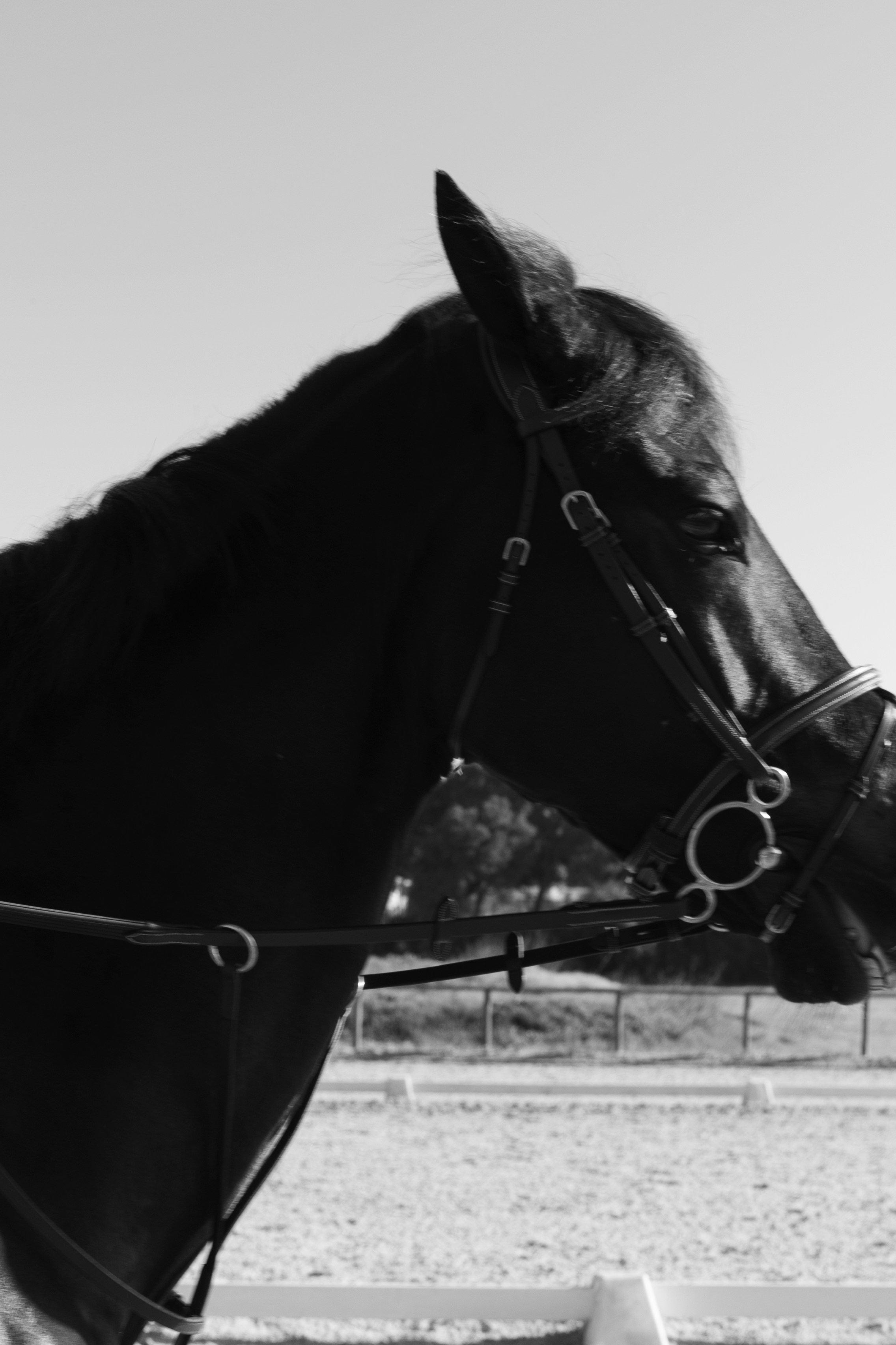 Art prints. Фотограф алина стерхова, алина стерхова фотограф, фотограф москва