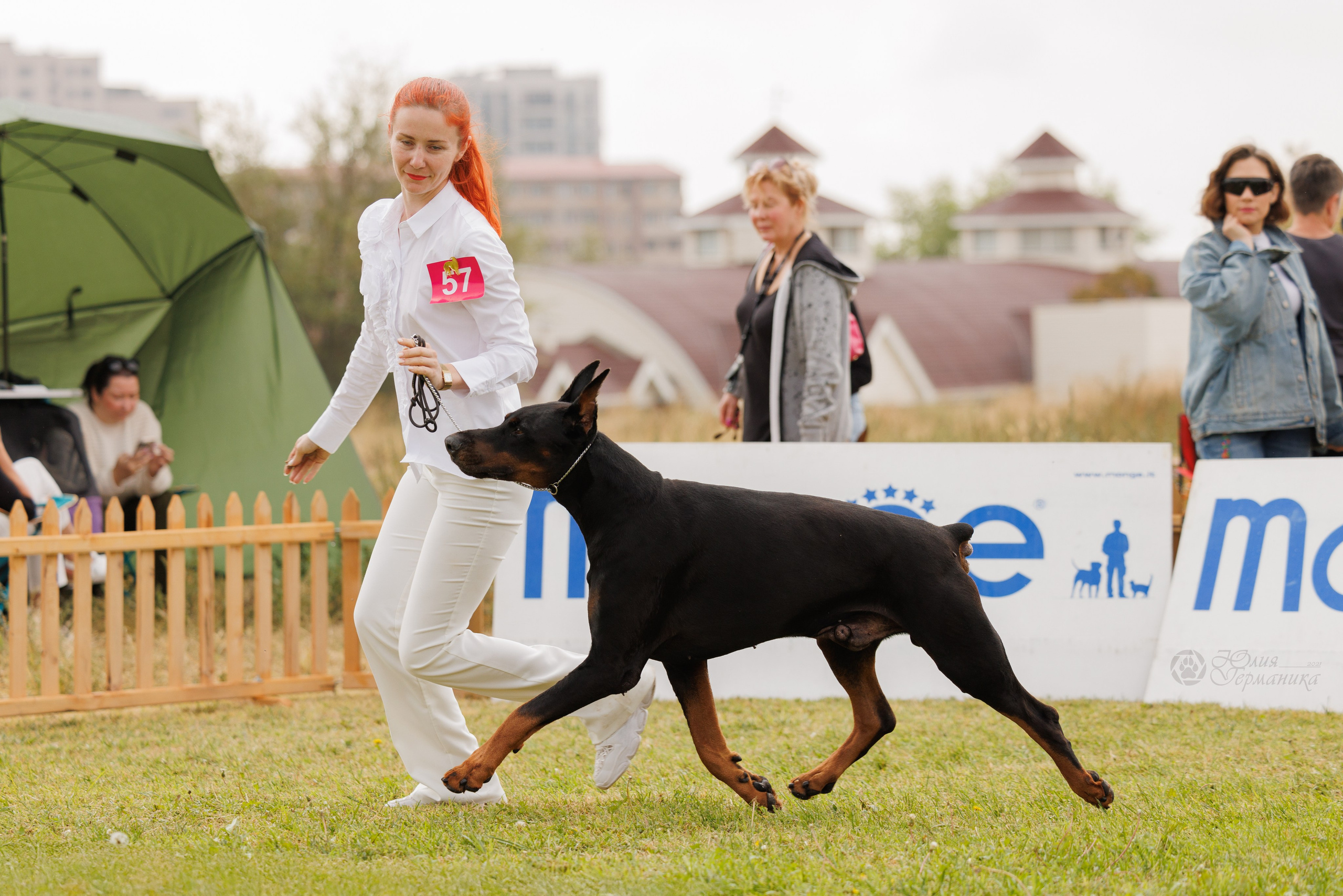 Армения,Ереван 3хCACIB 15-17.10.2024. Фотограф-анималист Юлия Германика