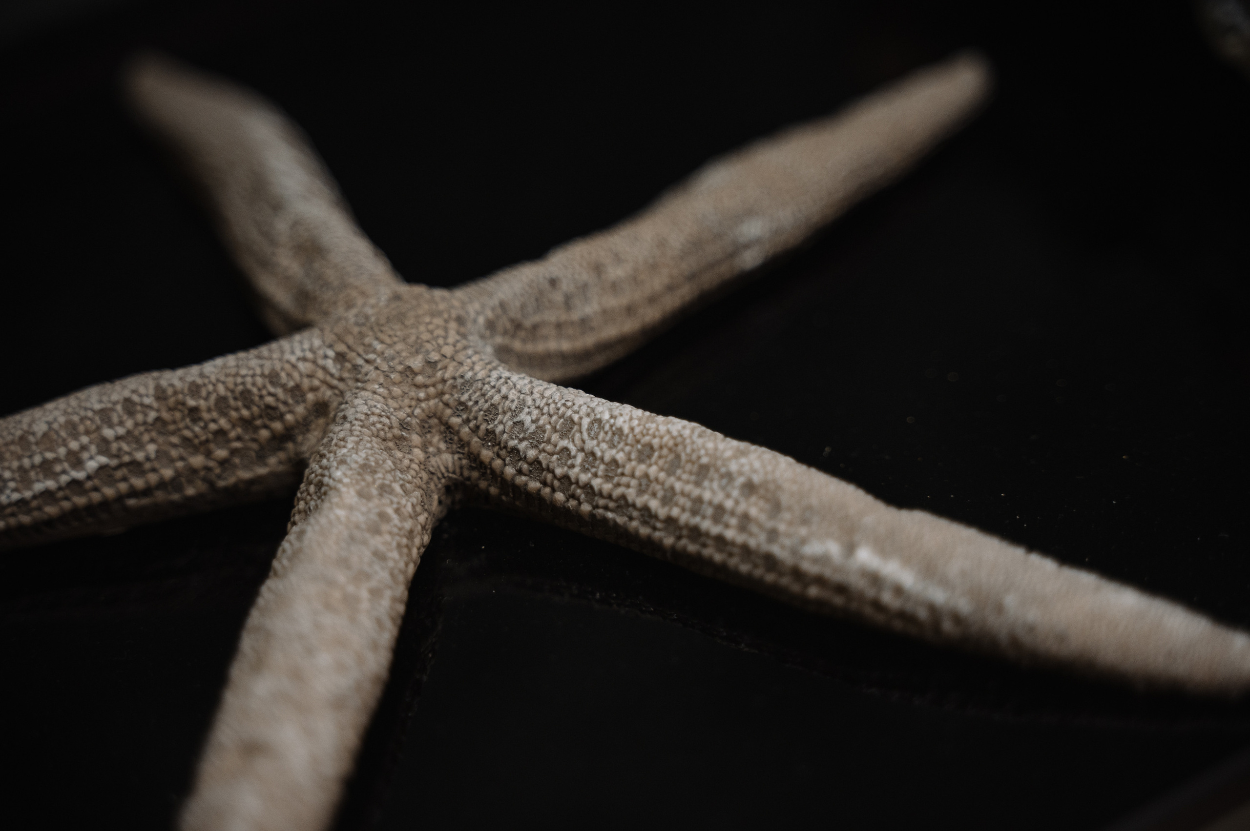 БИЗНЕС УЖИН В РЕСТОРАНЕ PESHI