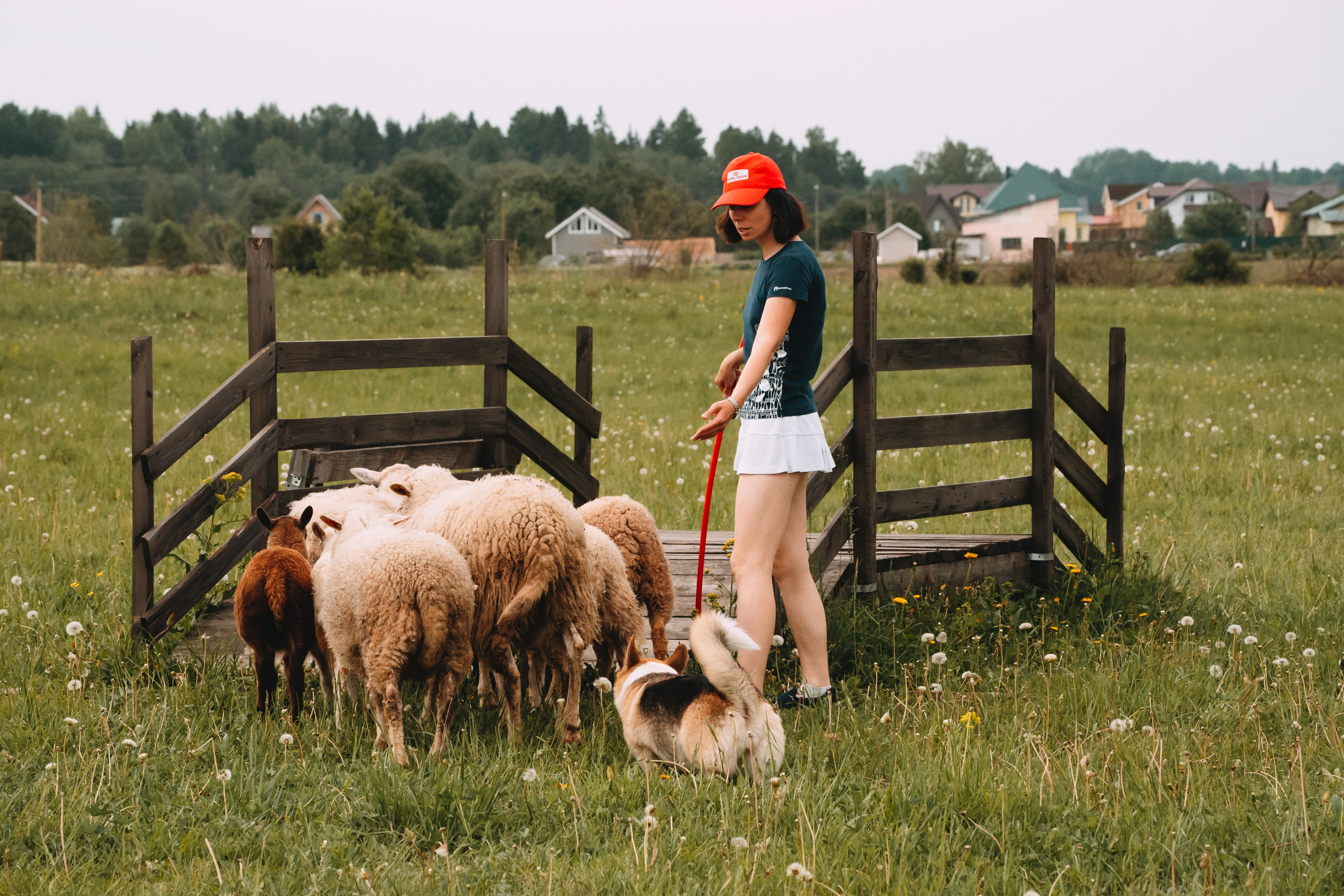 Состязания по пастушьей службе 1-2.06.24, Заостровье. Фотограф-анималист Анастасия Большакова