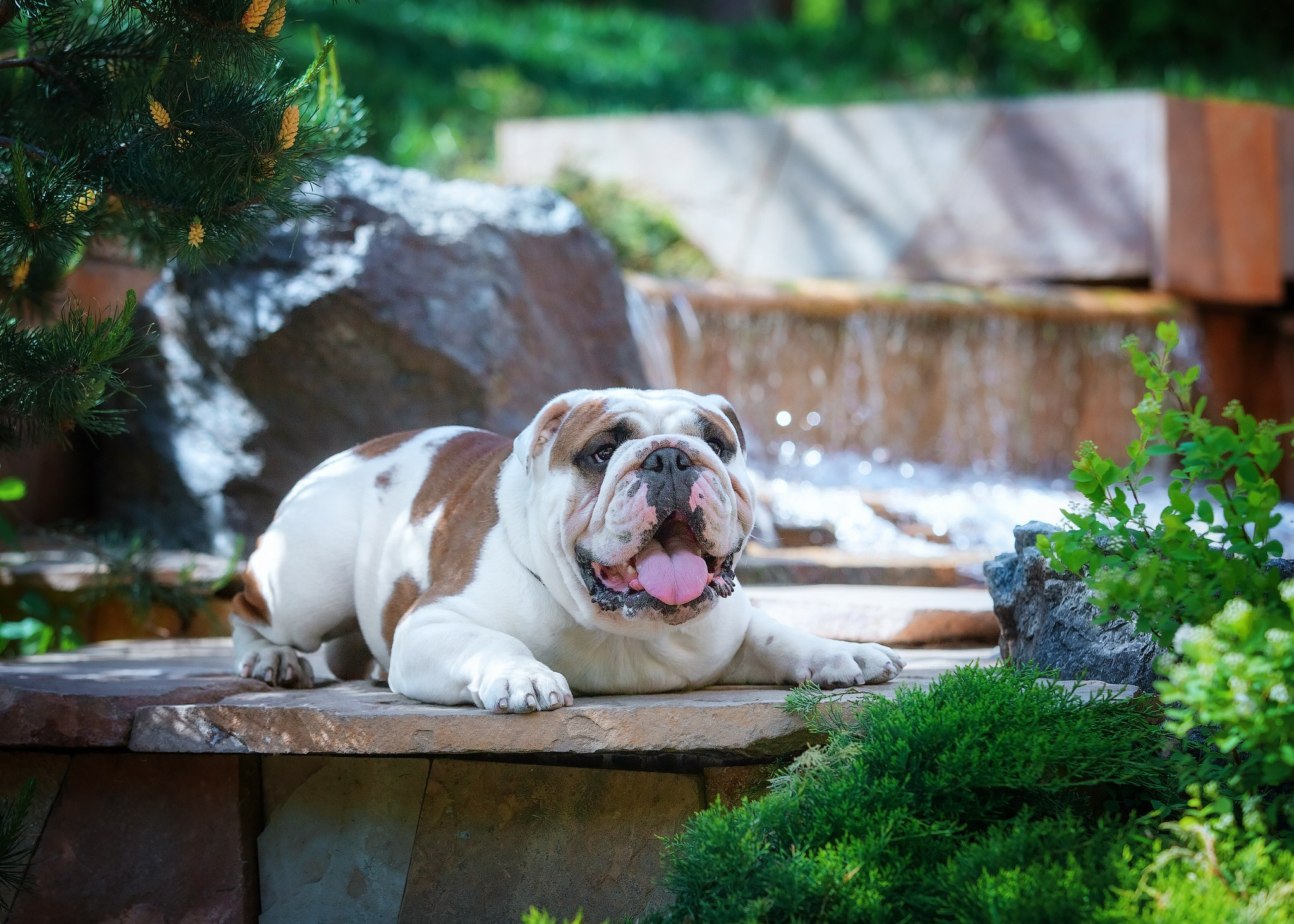 Разные породы