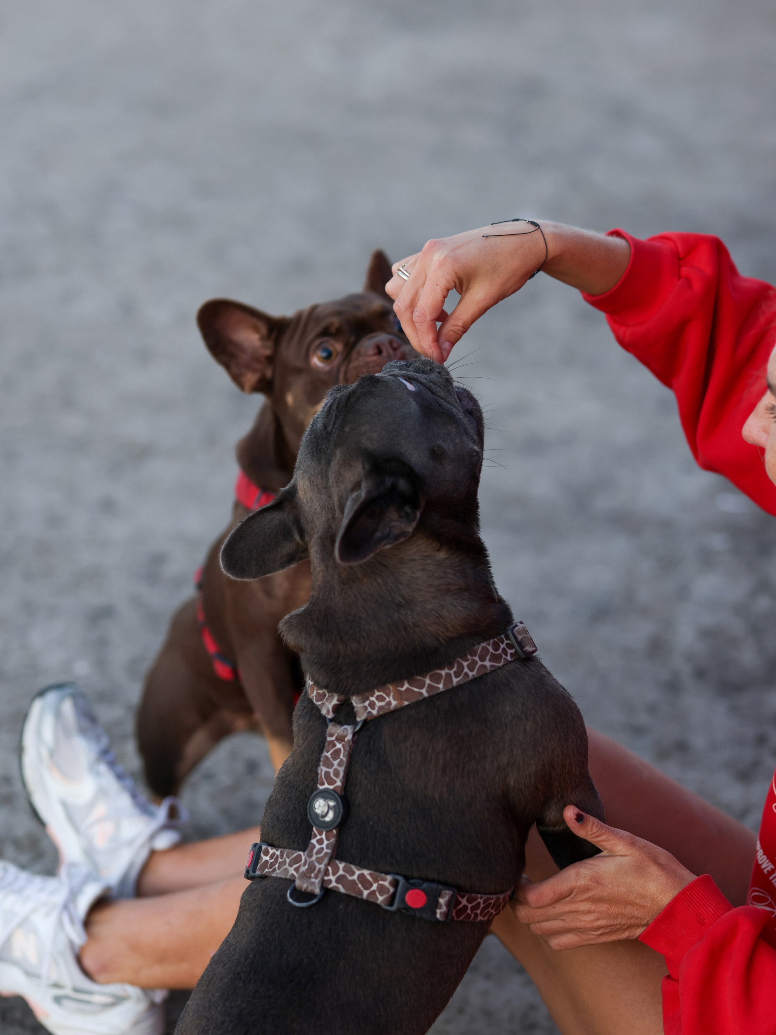 Нелли Буня и Луня. Фотограф-анималист в Москве Кириллова Татьяна