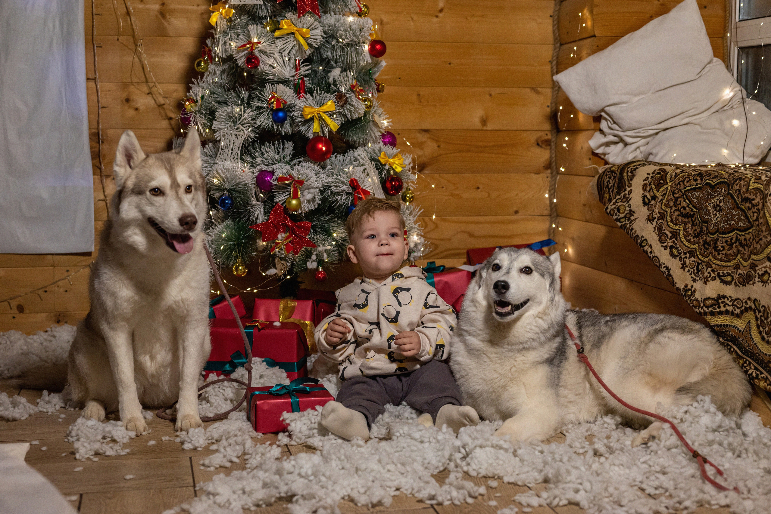 Фотопроект с хаски 2024 г. Фотограф в городе Салават