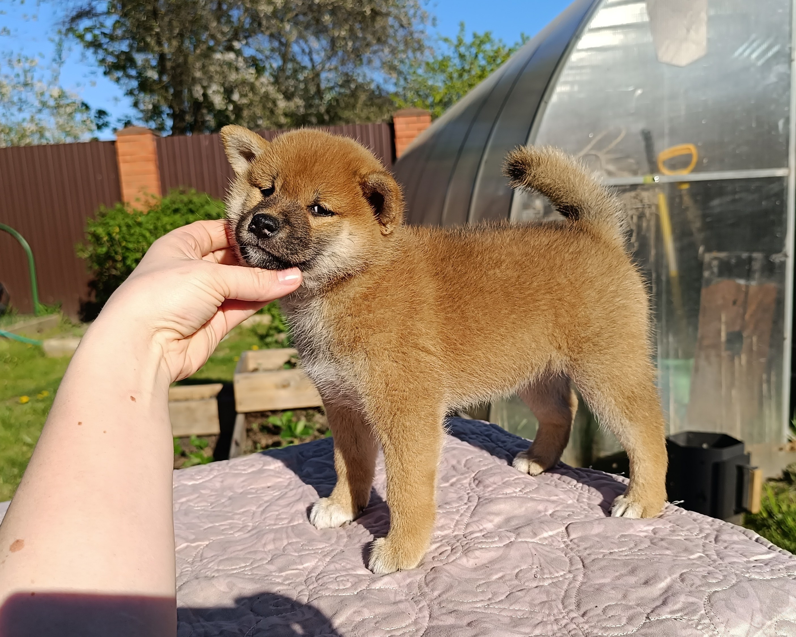 сиба питомник Рубилайт щенки на продажу rubylight  сиба щенки купить СПб Санкт-Петербург