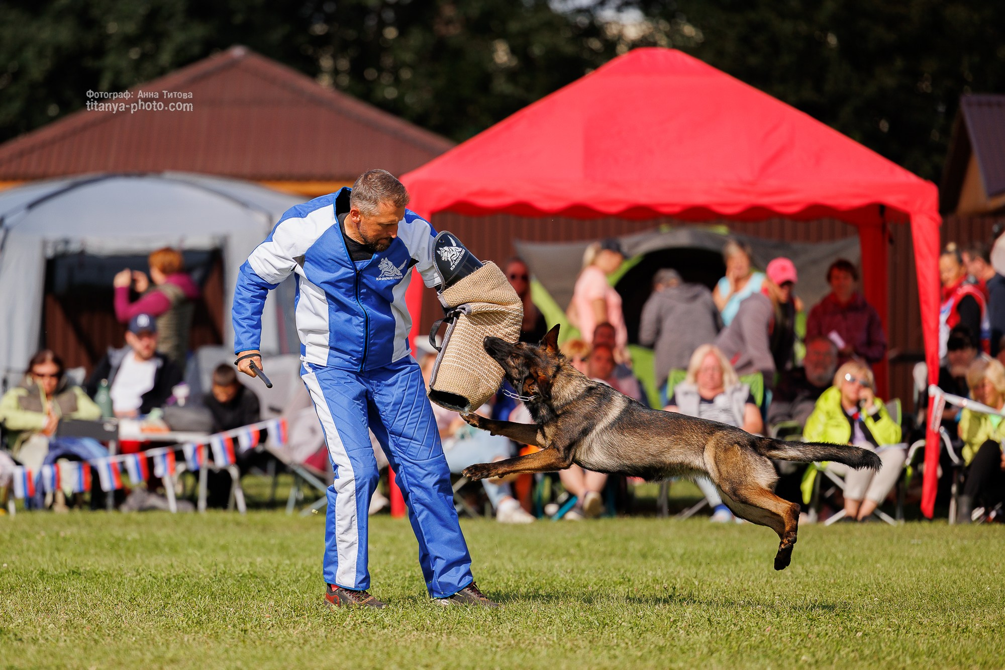 Немецкие овчарки: фото из рингов и вне ринга, мутпроба (фотографии с выставок). Фотограф собак, фотограф-анималист Аня Титова (Titanya). Москва