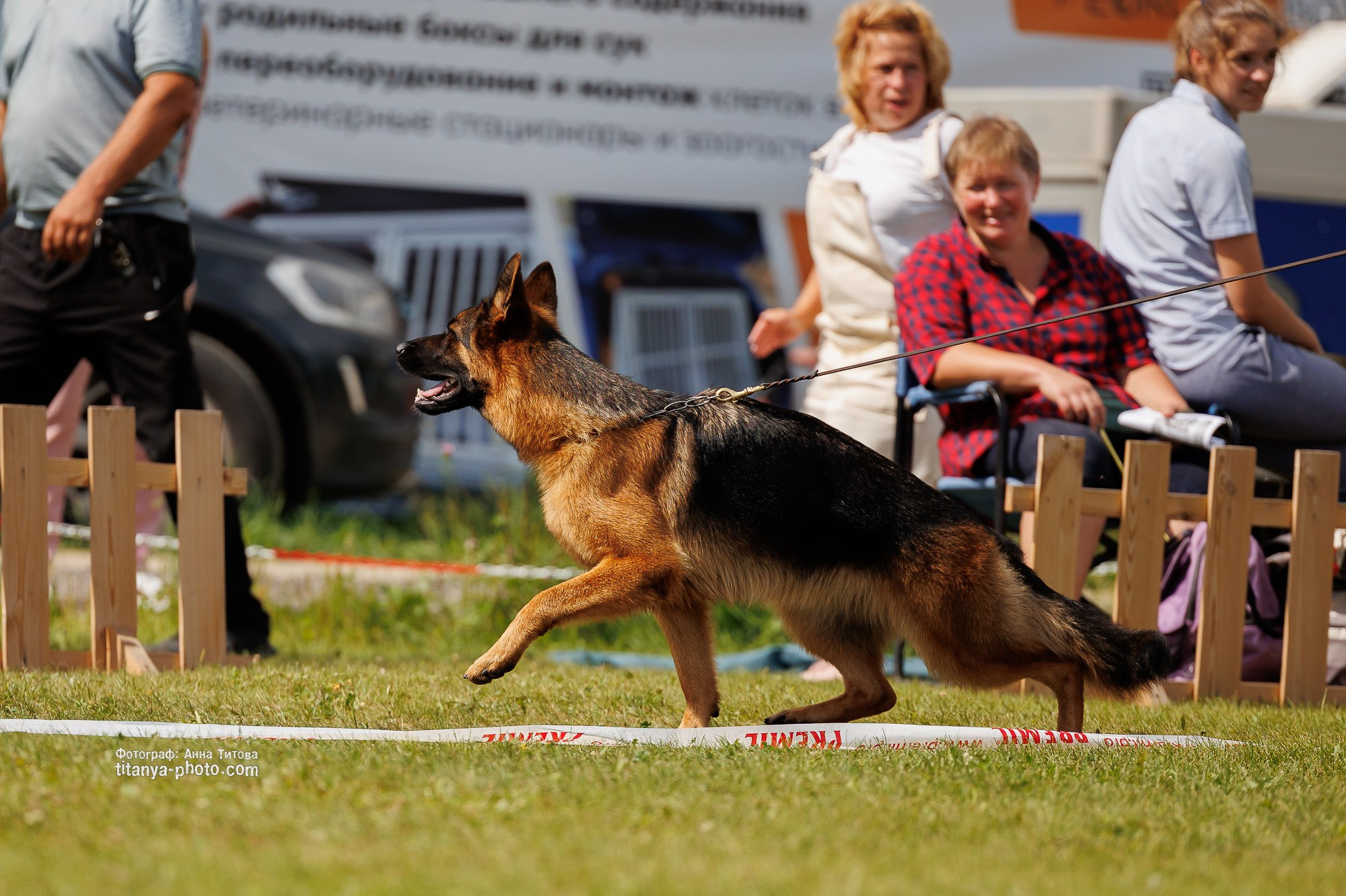 Немецкие овчарки: фото из рингов и вне ринга, мутпроба (фотографии с выставок). Фотограф собак, фотограф-анималист Аня Титова (Titanya). Москва