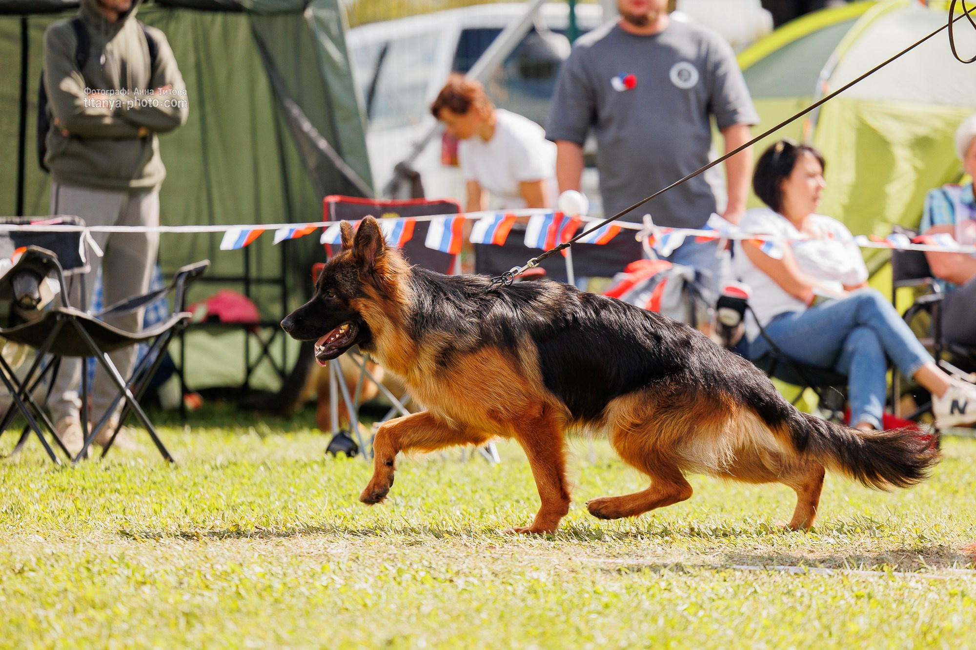 Немецкие овчарки: фото из рингов и вне ринга, мутпроба (фотографии с выставок). Фотограф собак, фотограф-анималист Аня Титова (Titanya). Москва